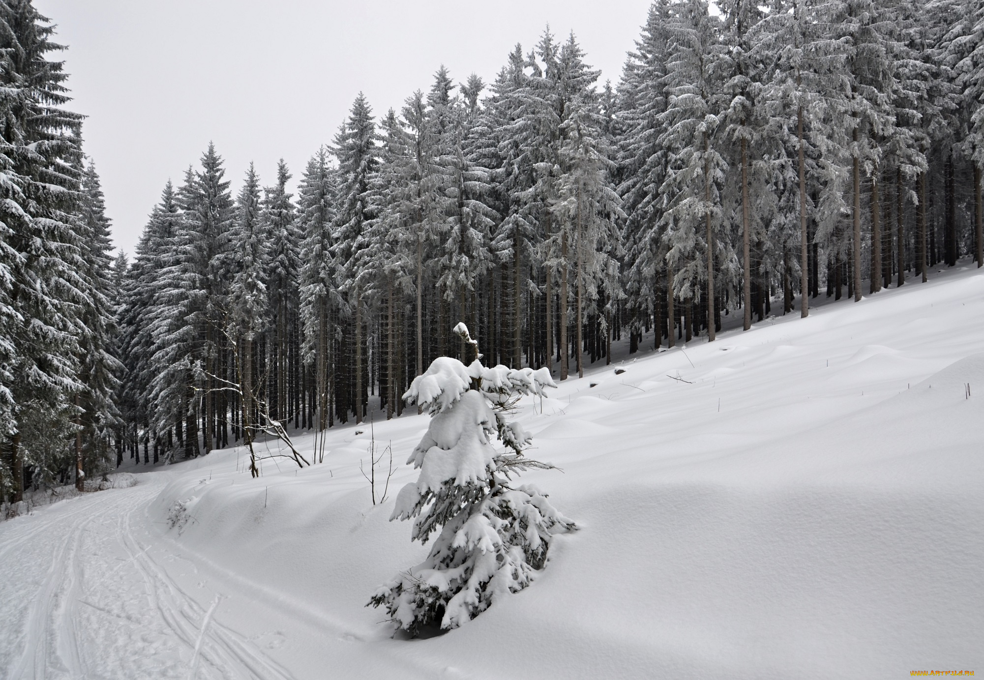 природа, зима, лес, деревья, снег, иней