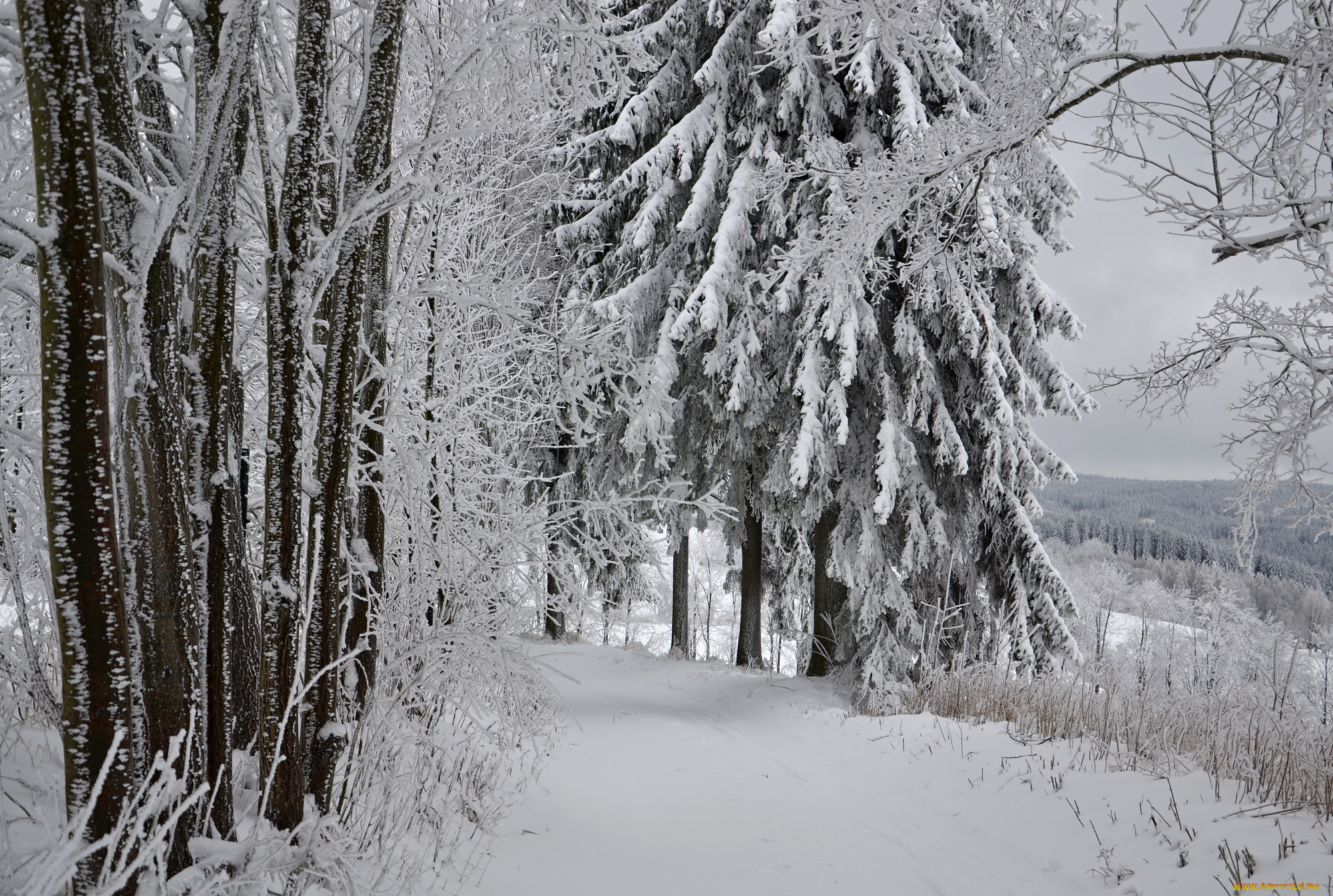 природа, зима, лес, деревья, снег, иней