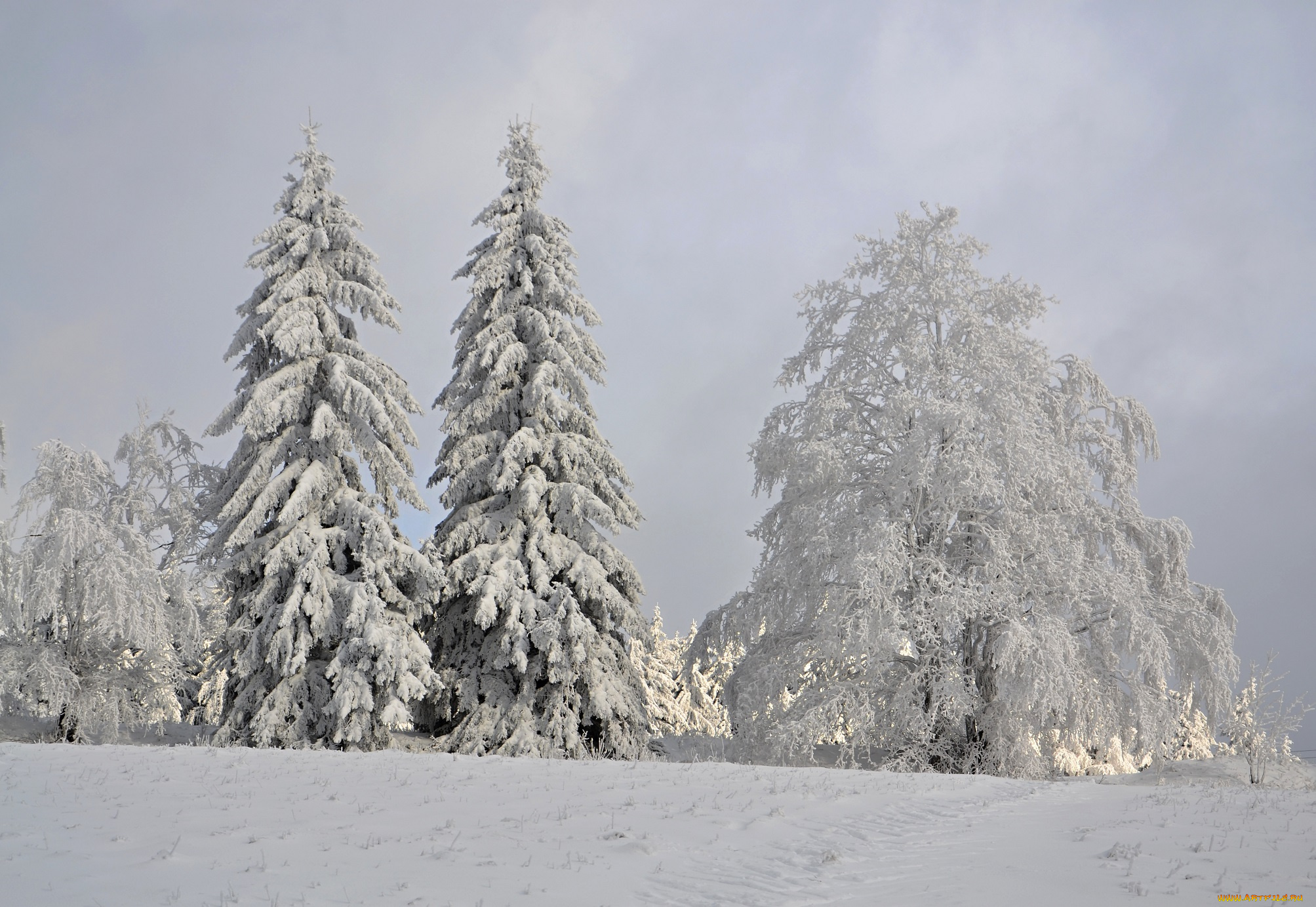 природа, зима, лес, деревья, снег, иней