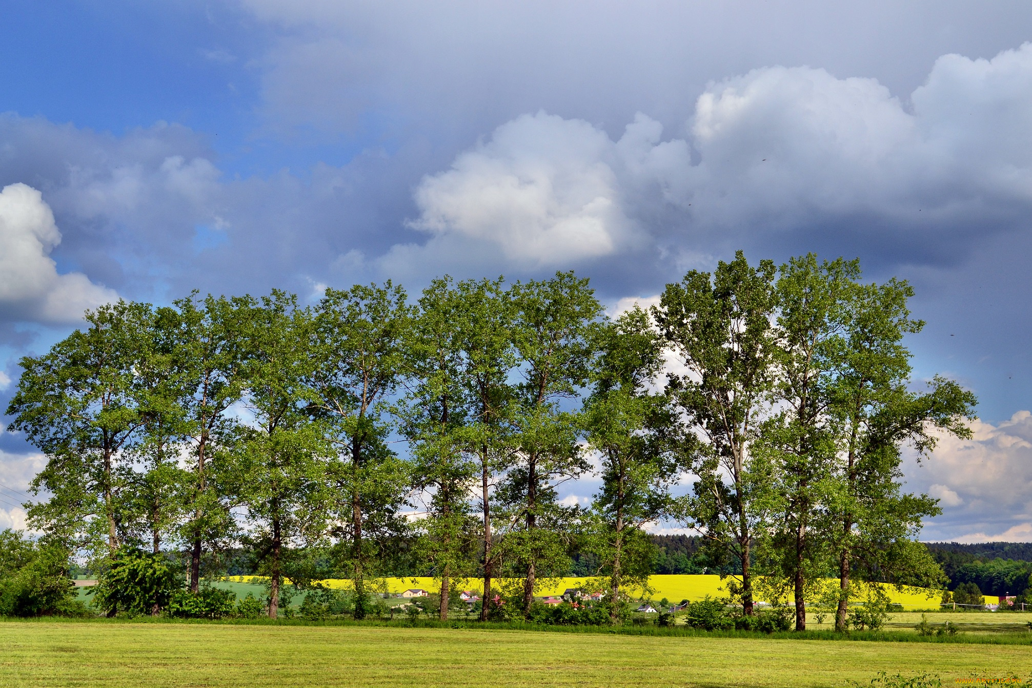 природа, деревья, небо, лесополоса