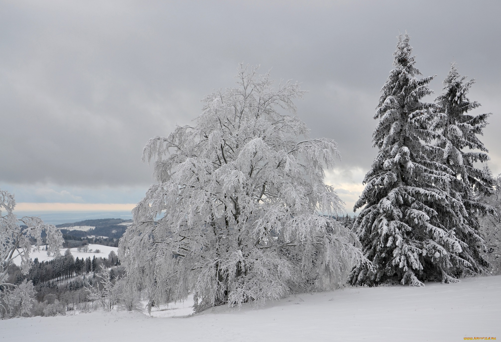 природа, зима, лес, деревья, снег, иней