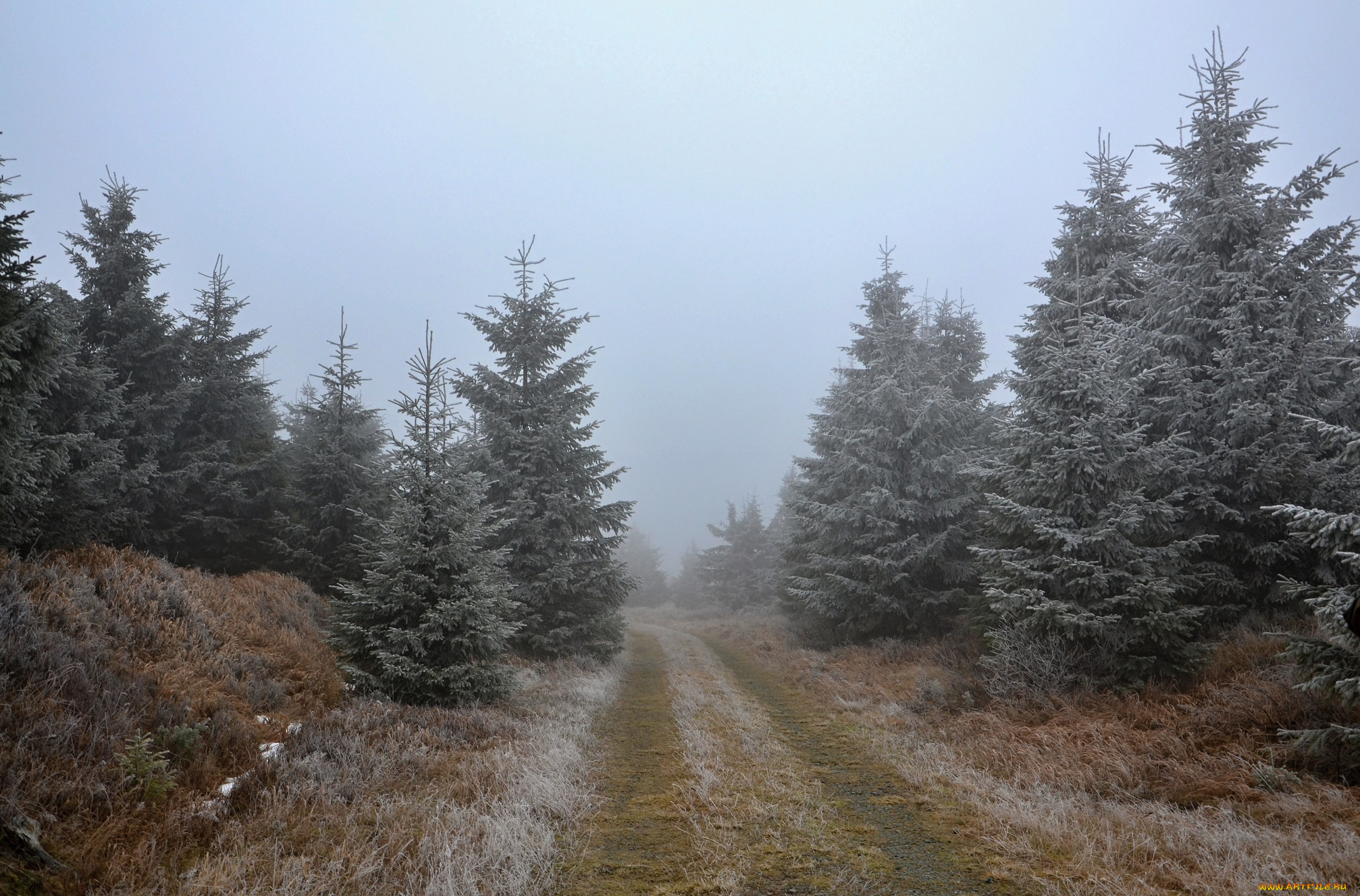природа, дороги, иней, дорога, ёлки, ели