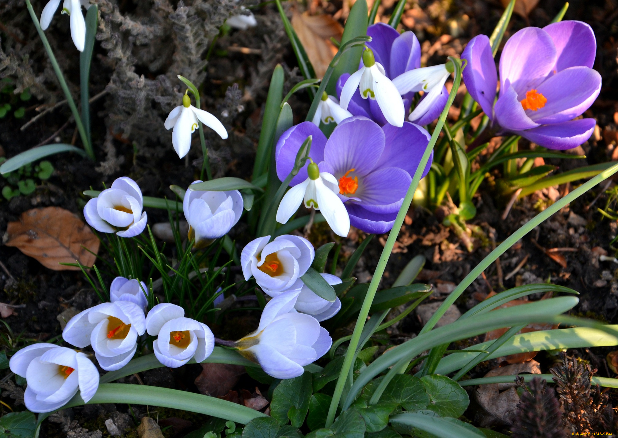 цветы, крокусы, весна