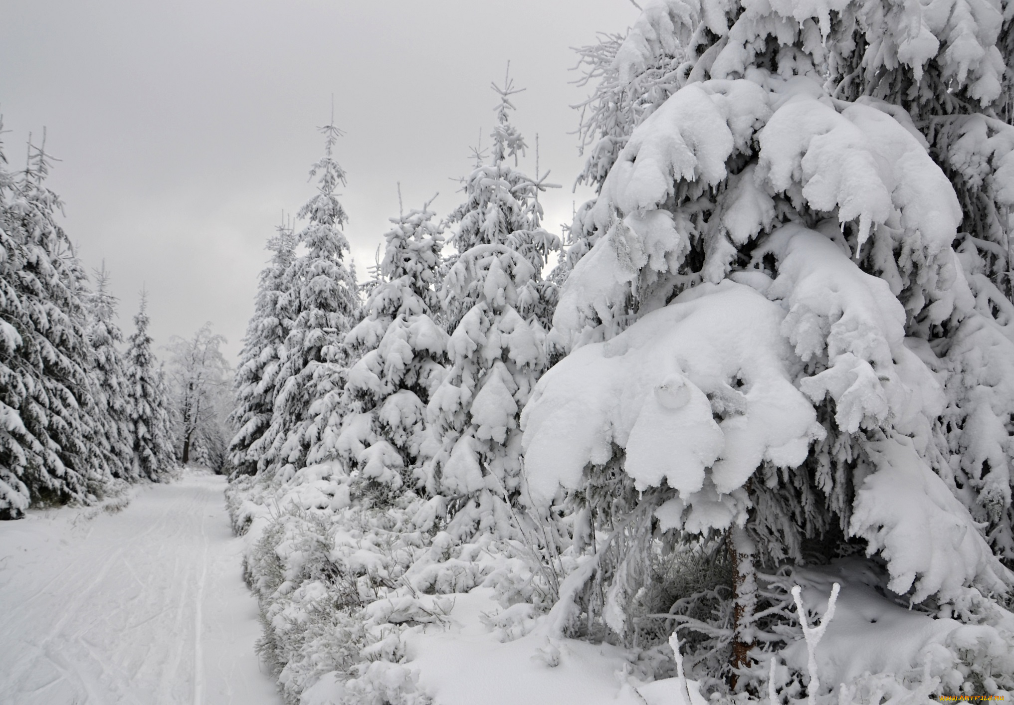 природа, зима, лес, деревья, снег, иней