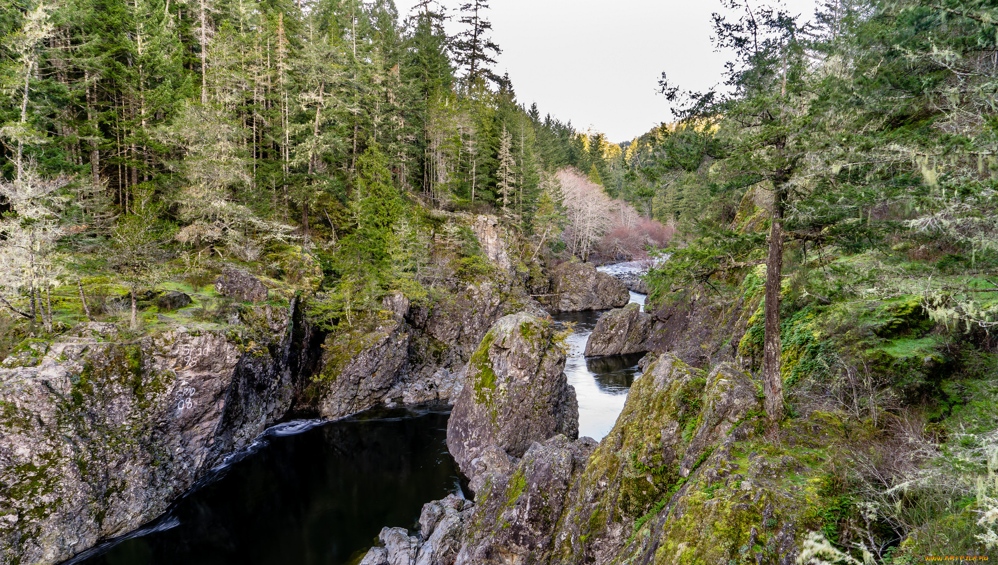 природа, реки, озера, лес, река