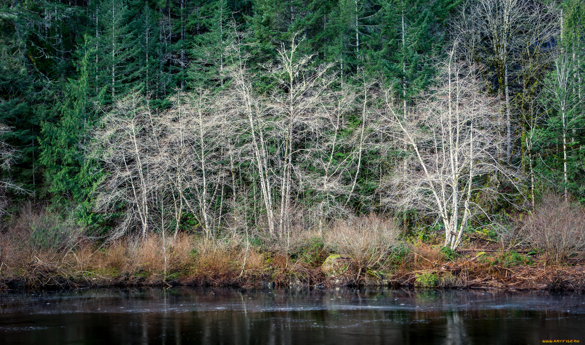 природа, реки, озера, лес, река