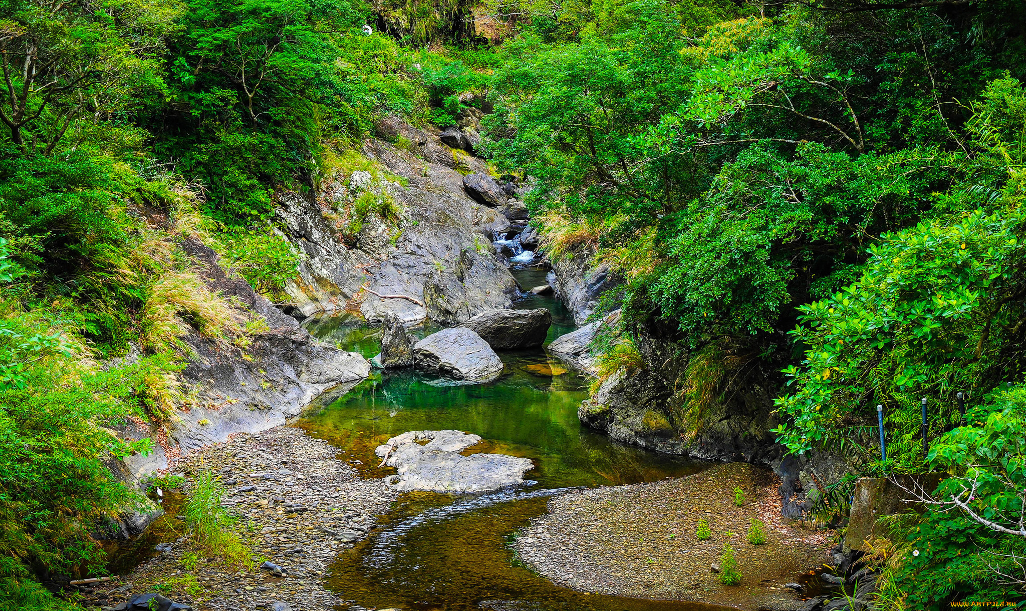природа, реки, озера, лес, ручей