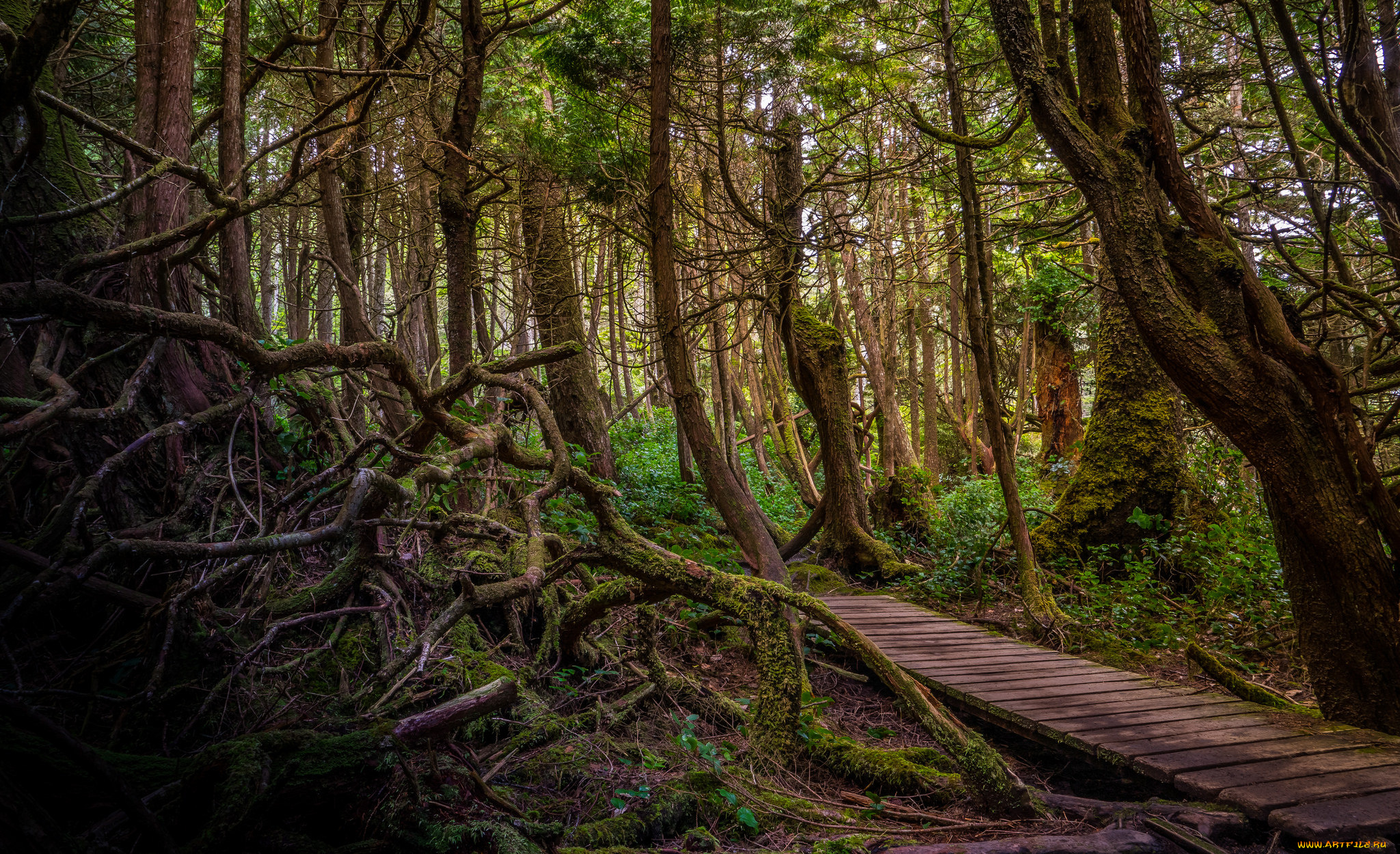 природа, дороги, лес, помост