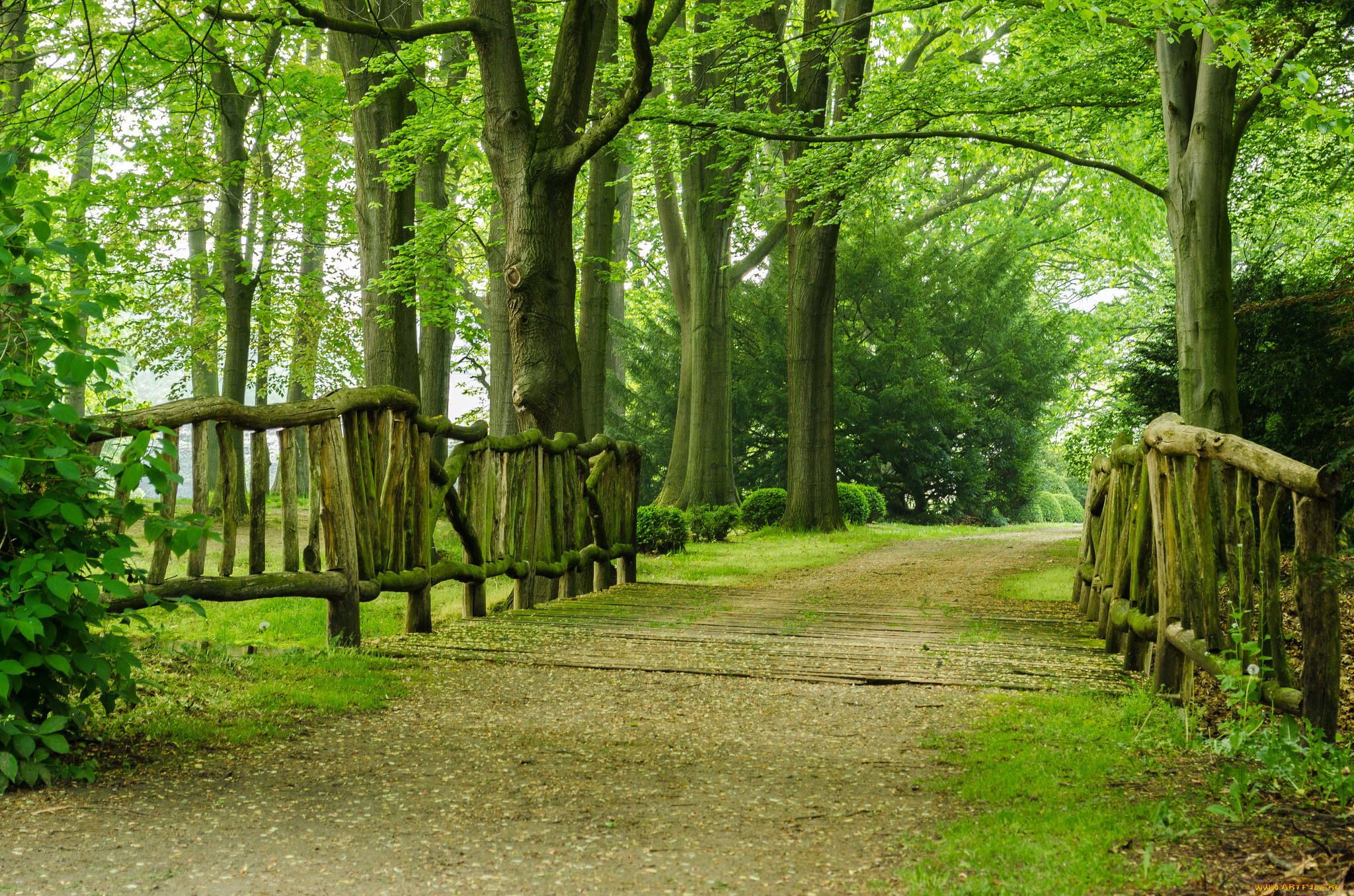 природа, парк, деревья, аллея, дорожка
