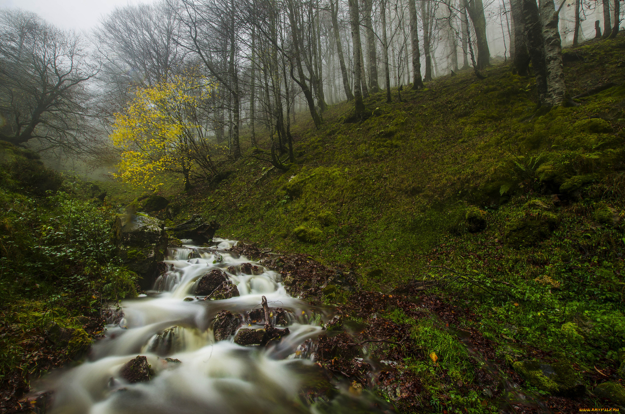 природа, реки, озера, лес, река