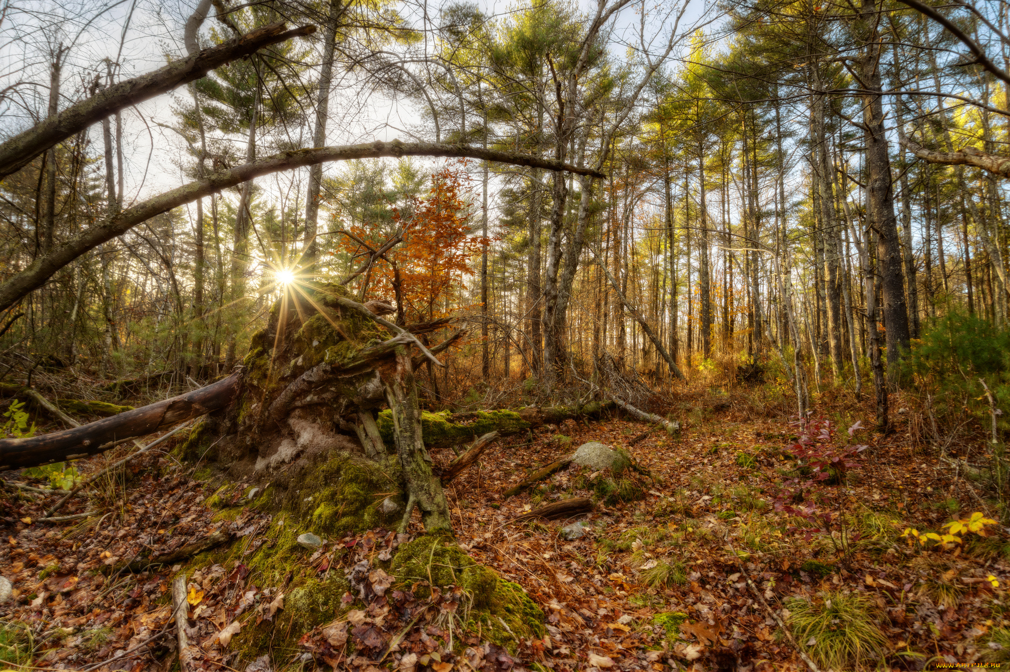 природа, восходы, закаты, лес, свет, лучи