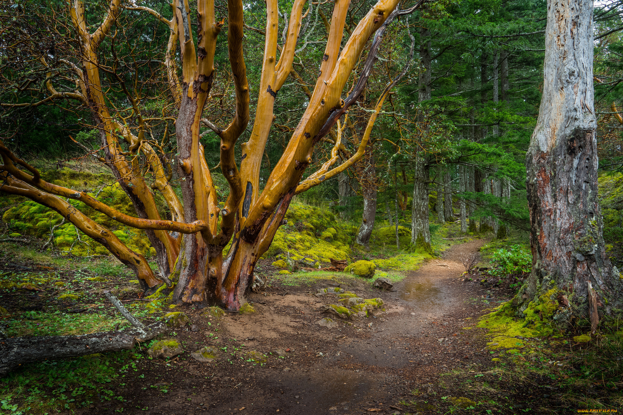 природа, дороги, лес, тропа