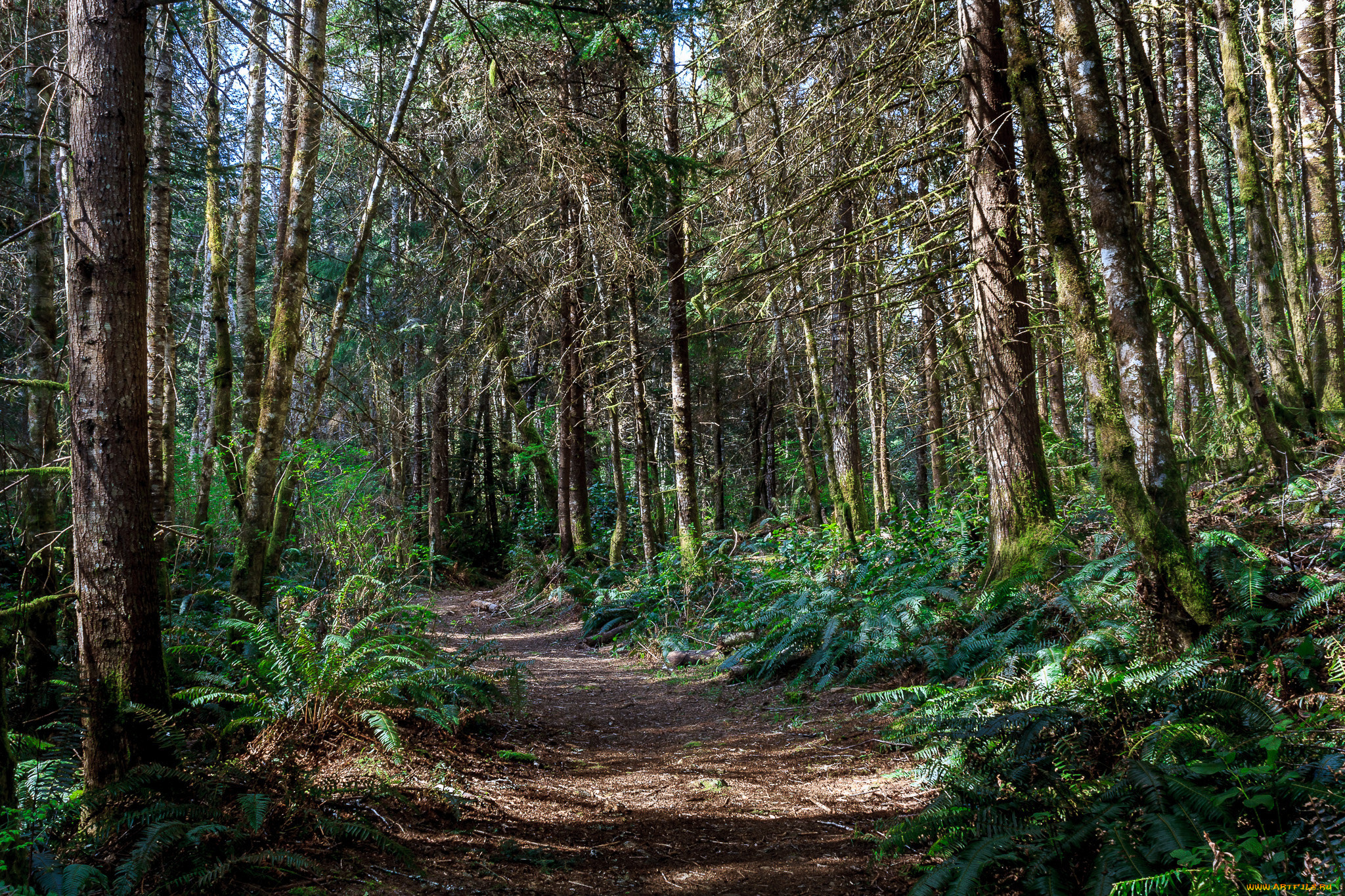 природа, дороги, лес, тропинка