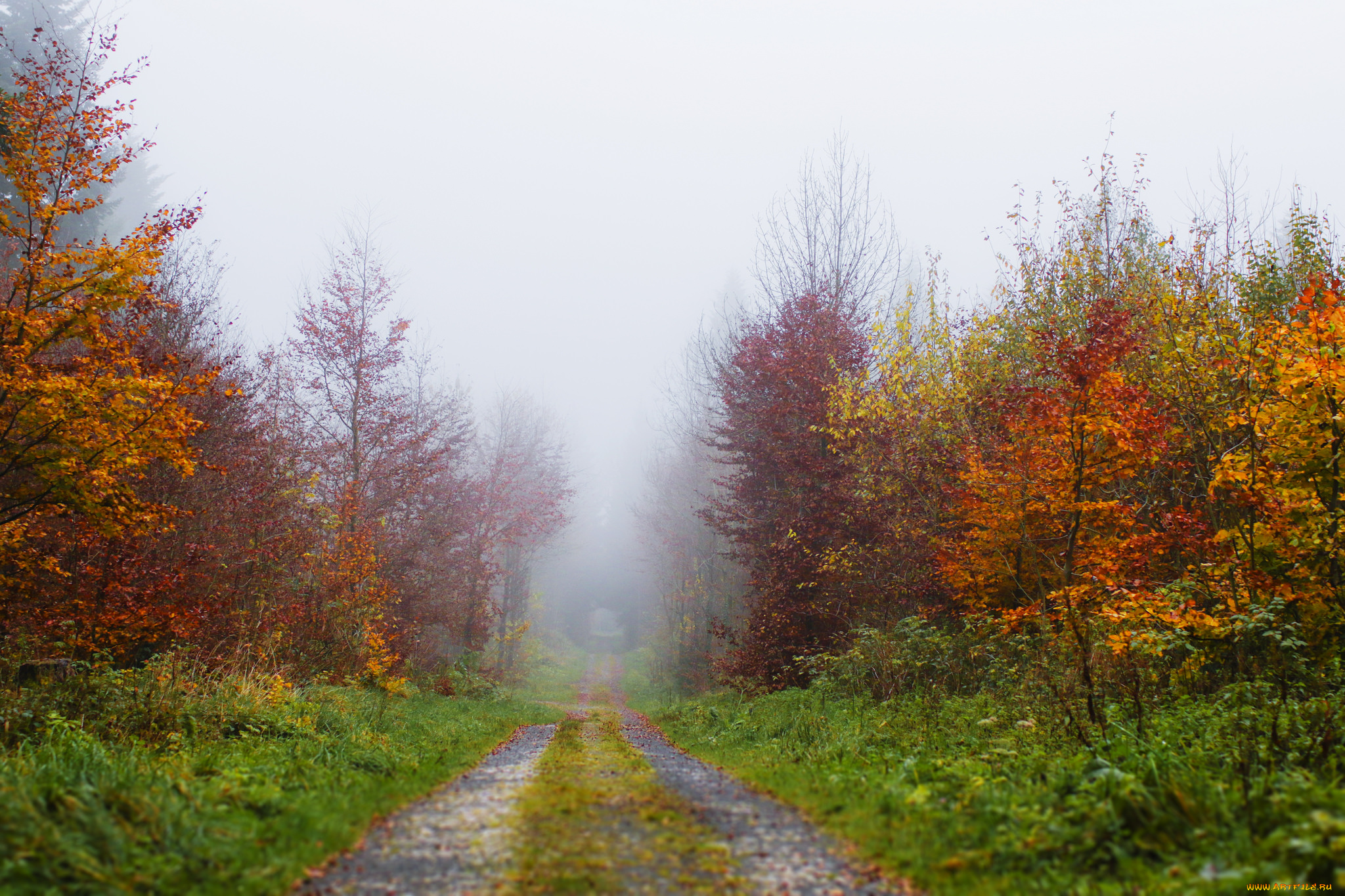 природа, дороги, осень, деревья, листва, тракт
