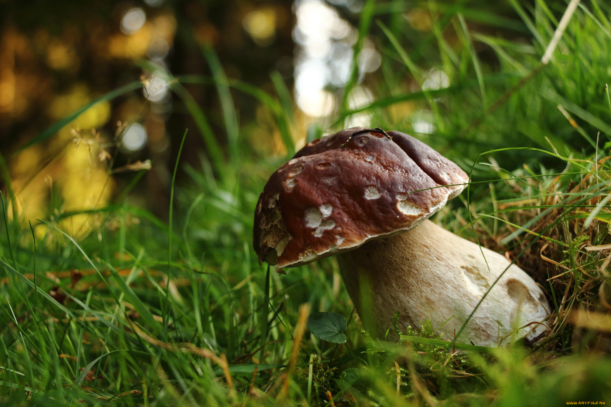 природа, грибы, боровик