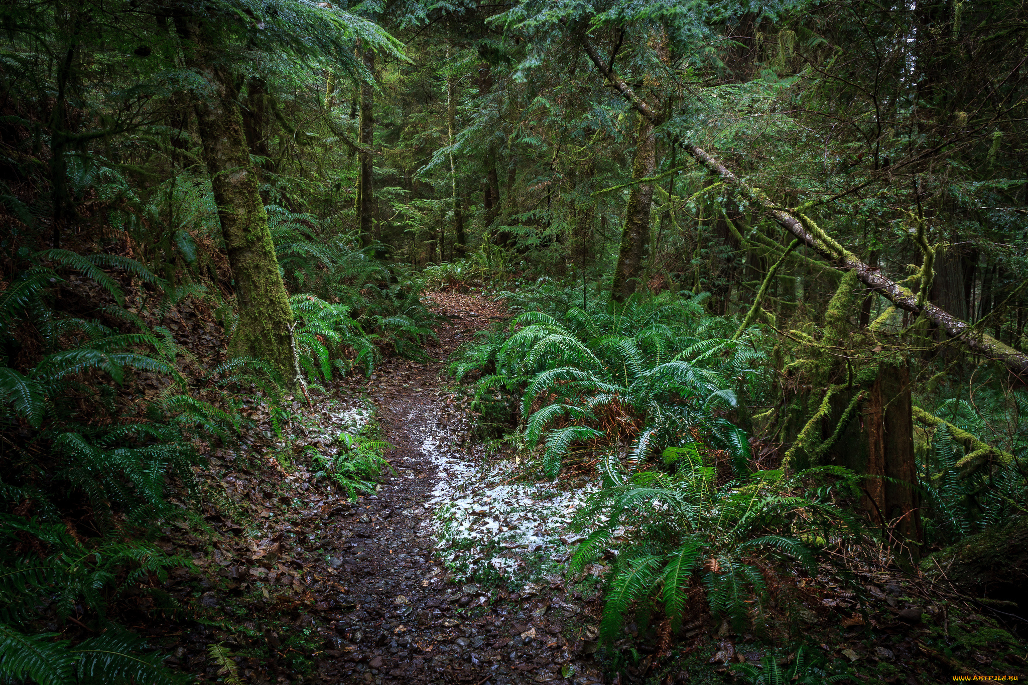 природа, лес, чаща, тропа