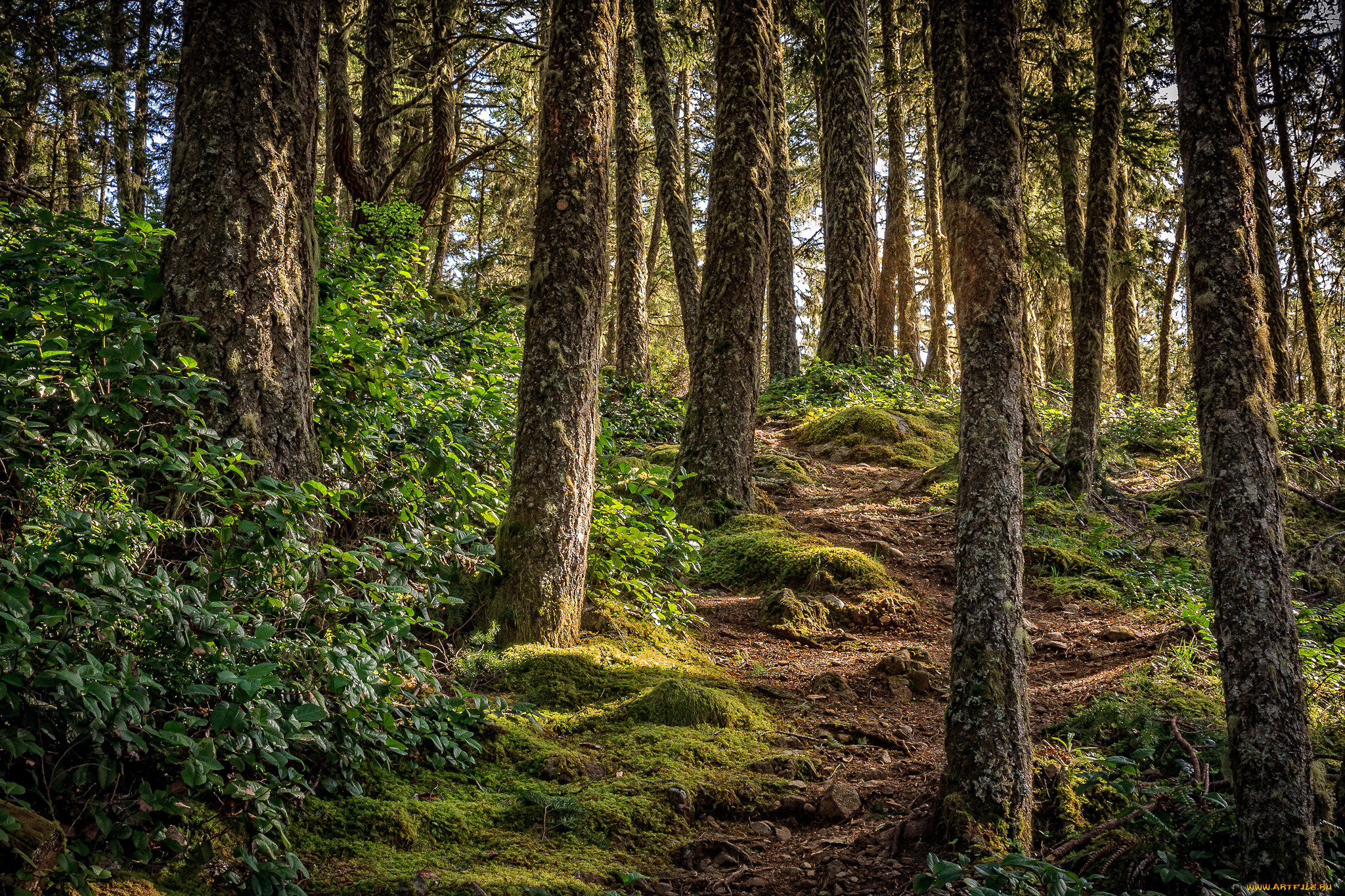 природа, лес, тропинка