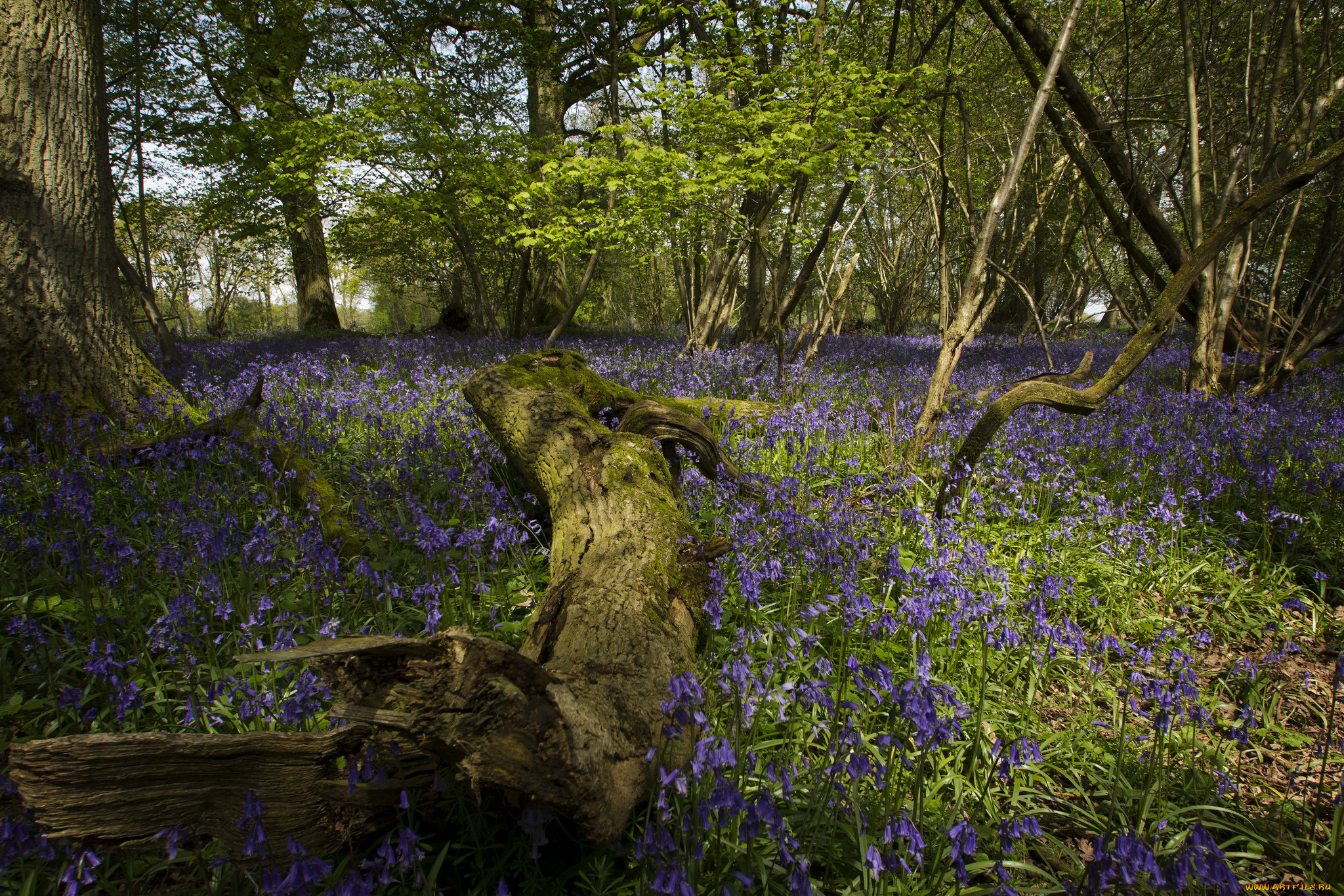 природа, луга, лес, поляна, цветы