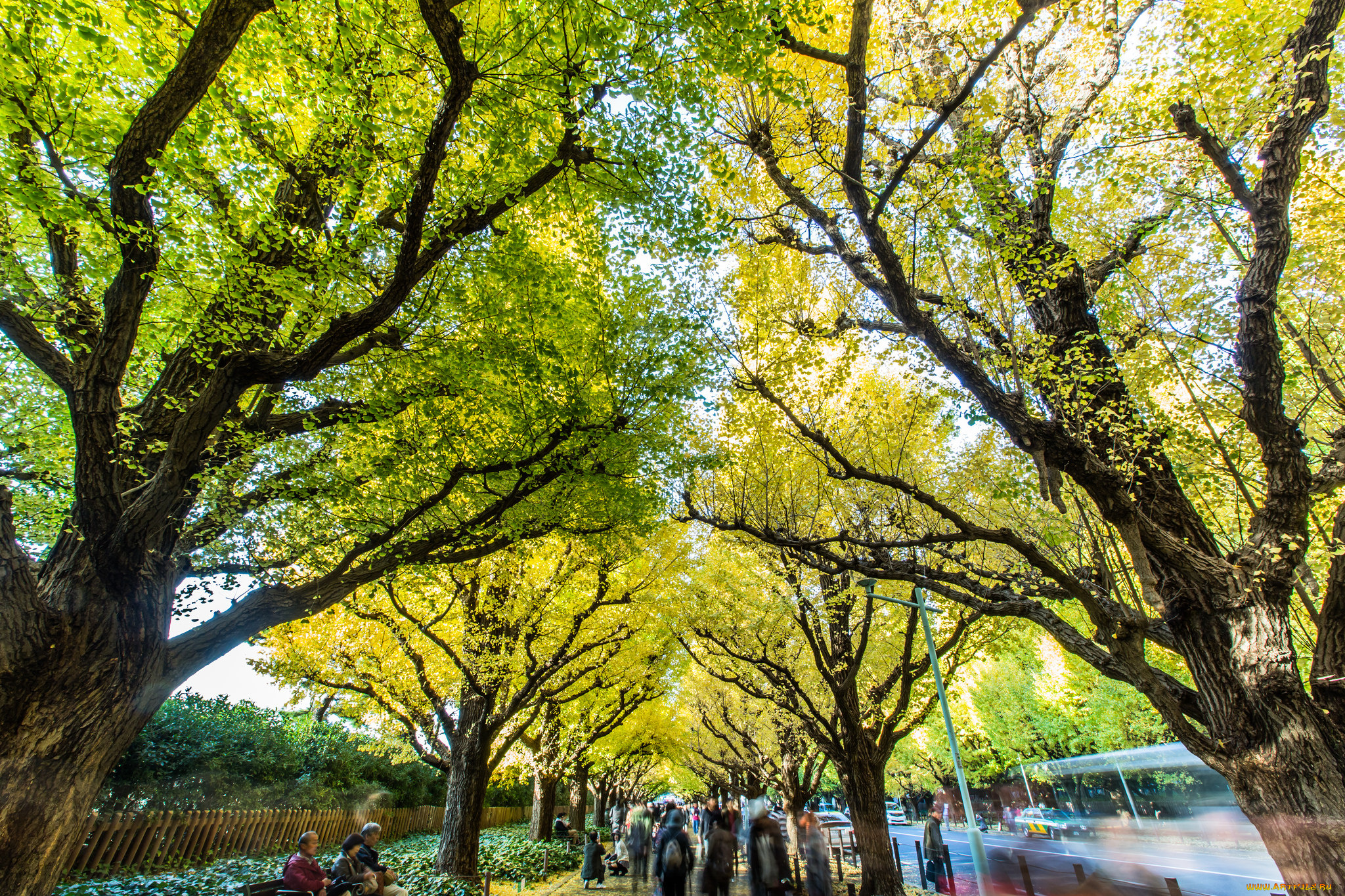 природа, парк, деревья