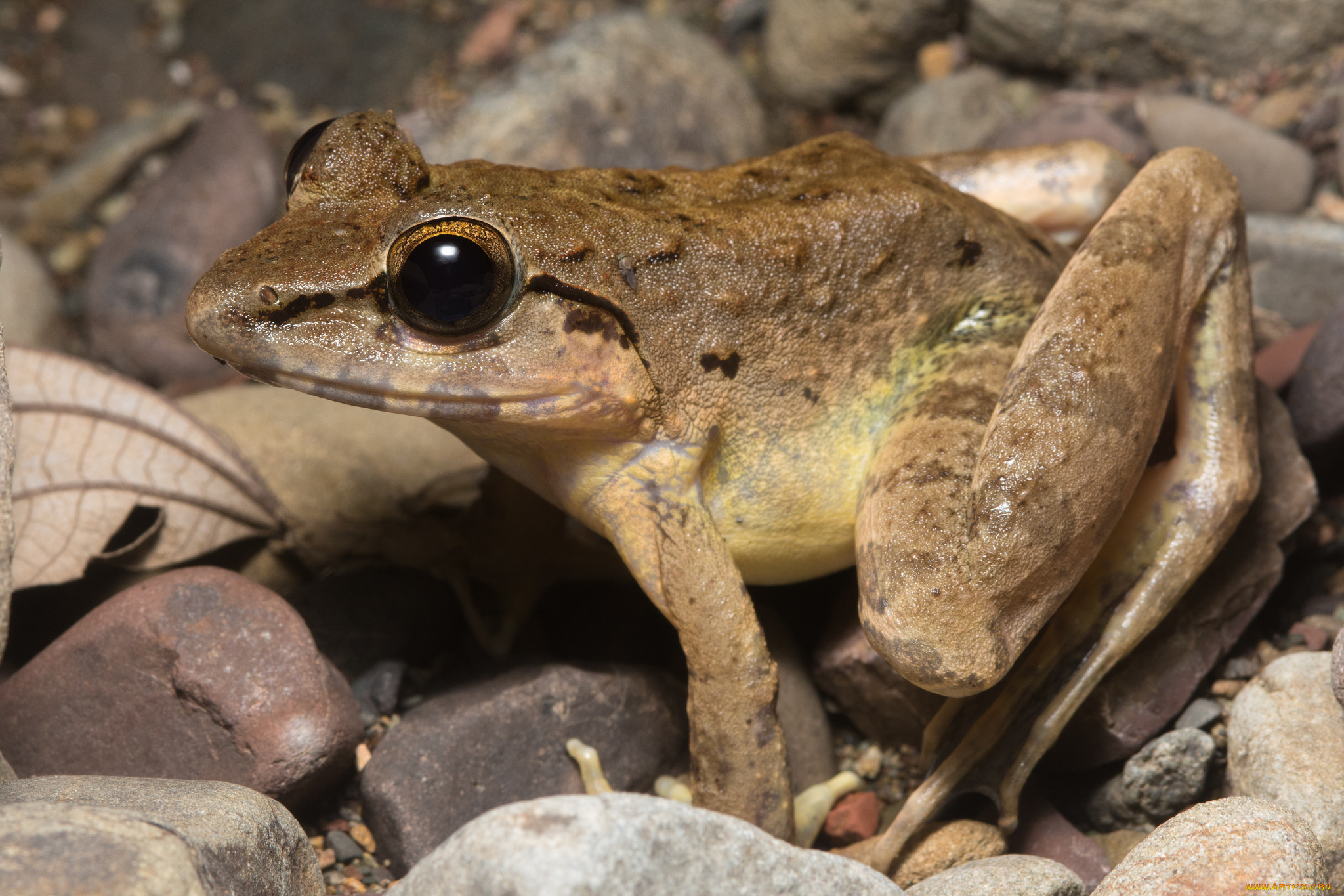 животные, лягушки, фон, лягушка, сырость, макро