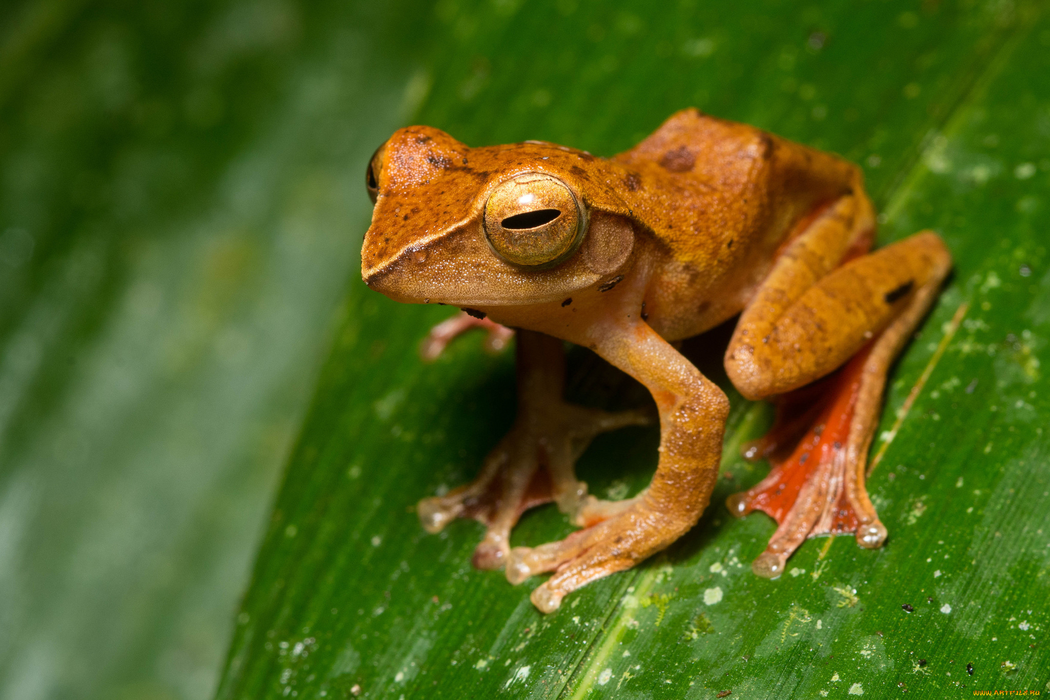 животные, лягушки, лист, сырость, макро, фон, лягушка