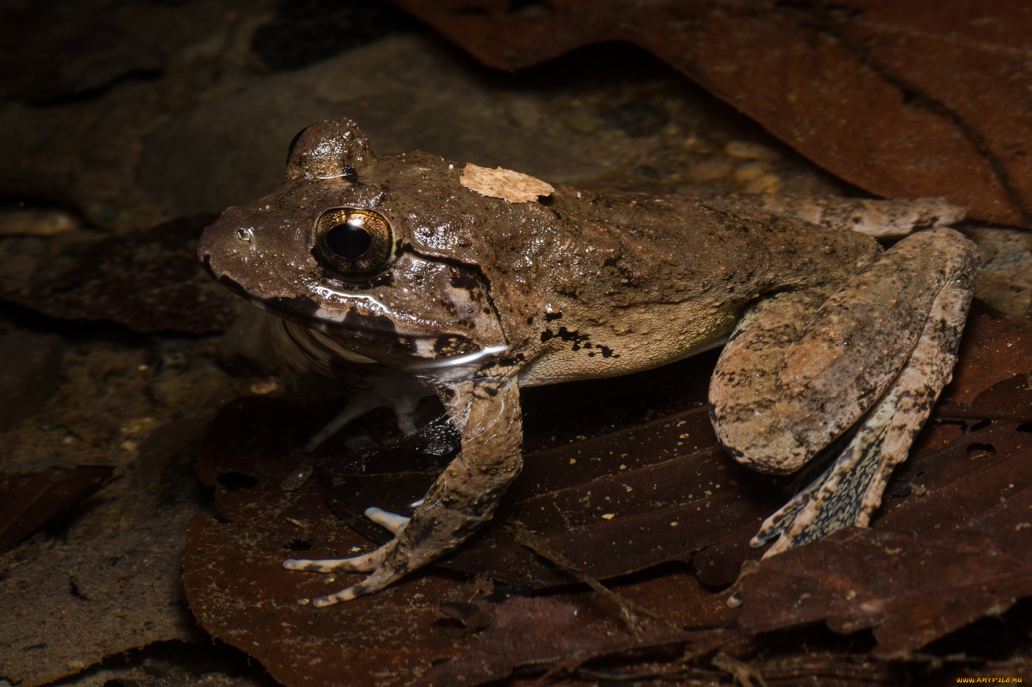 животные, лягушки, сырость, сухие, листья, лягушка, вода, макро, фон, лужа
