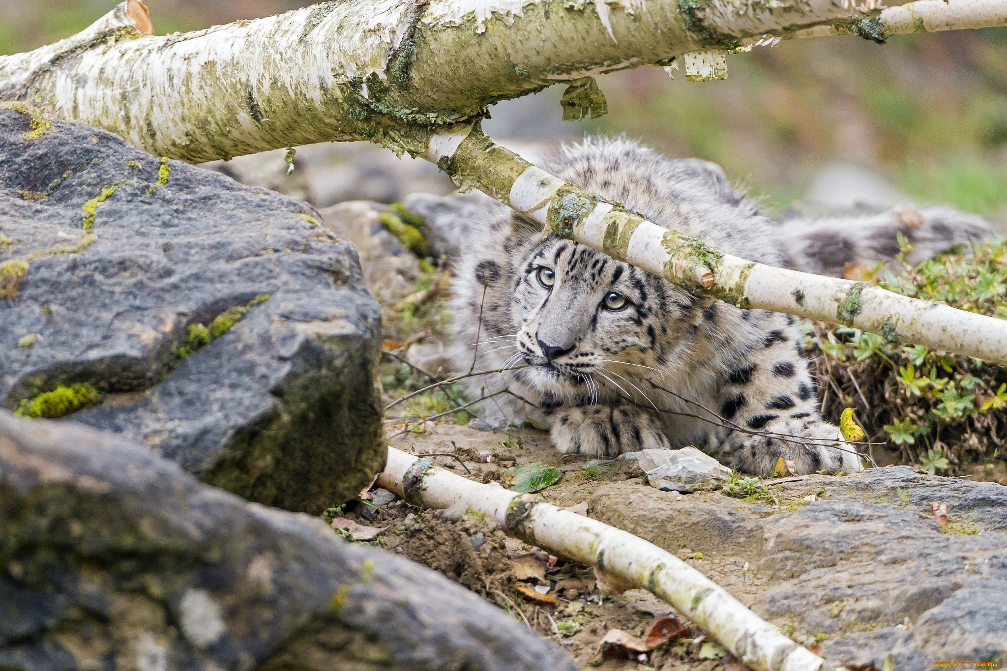 животные, снежный, барс, , ирбис, барс, детёныш, котёнок, малыш, камни, дерево, укрытие, засада, мордочка