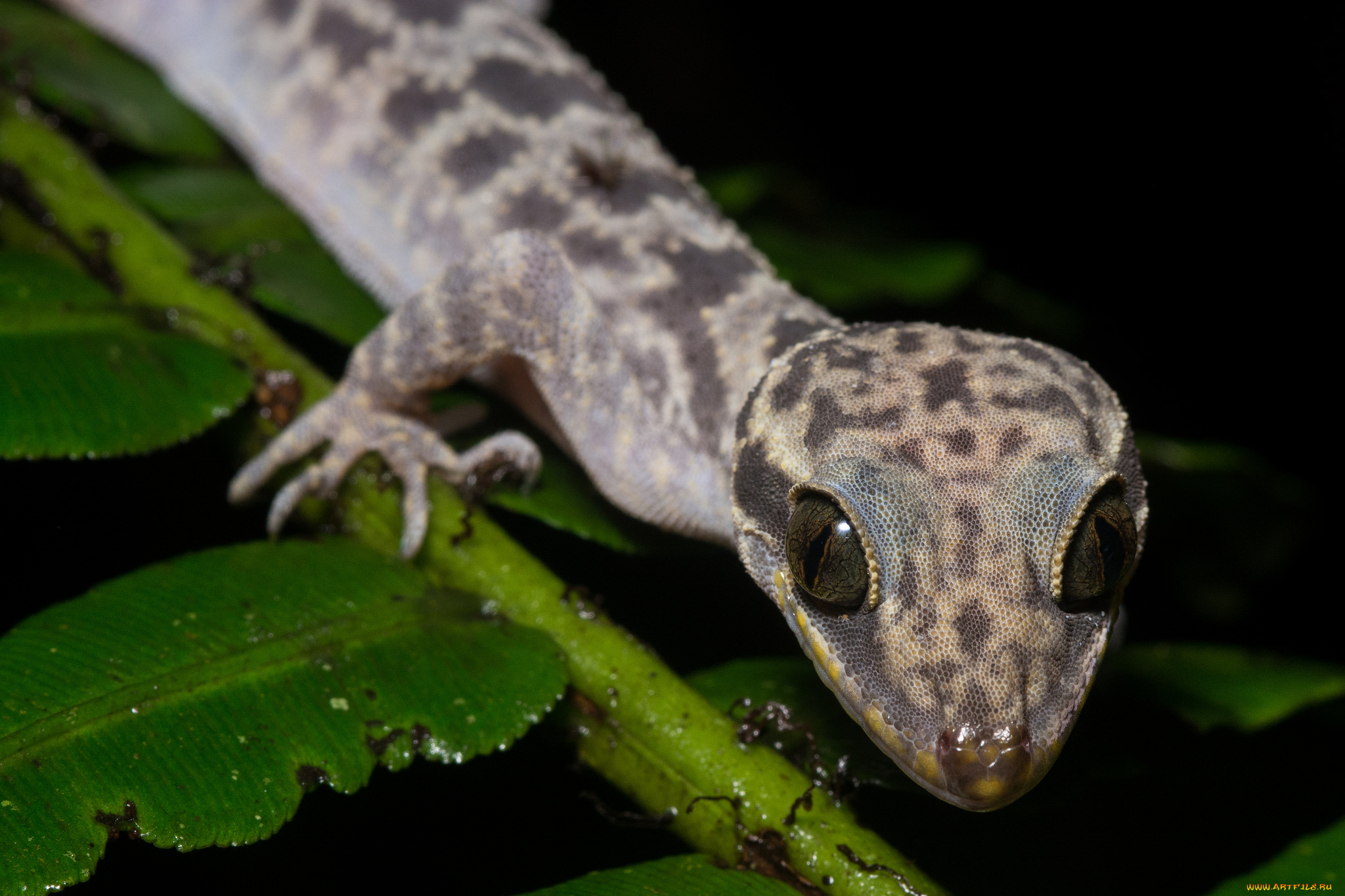 животные, Ящерицы, , игуаны, , вараны, глаза, ящерица, лист