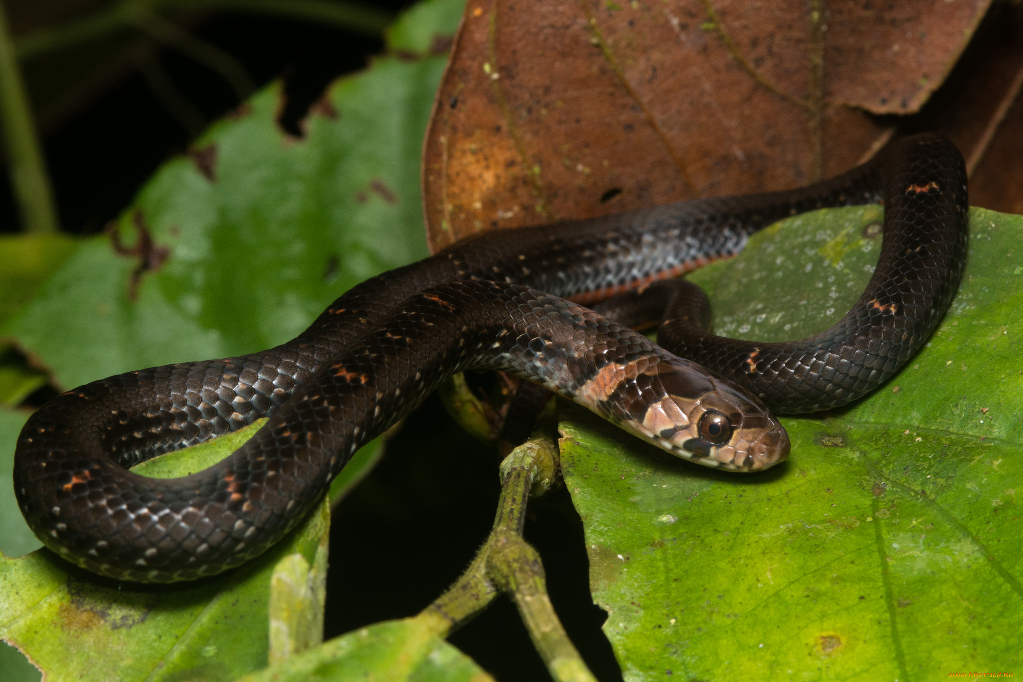 животные, змеи, , питоны, , кобры, змея, листья