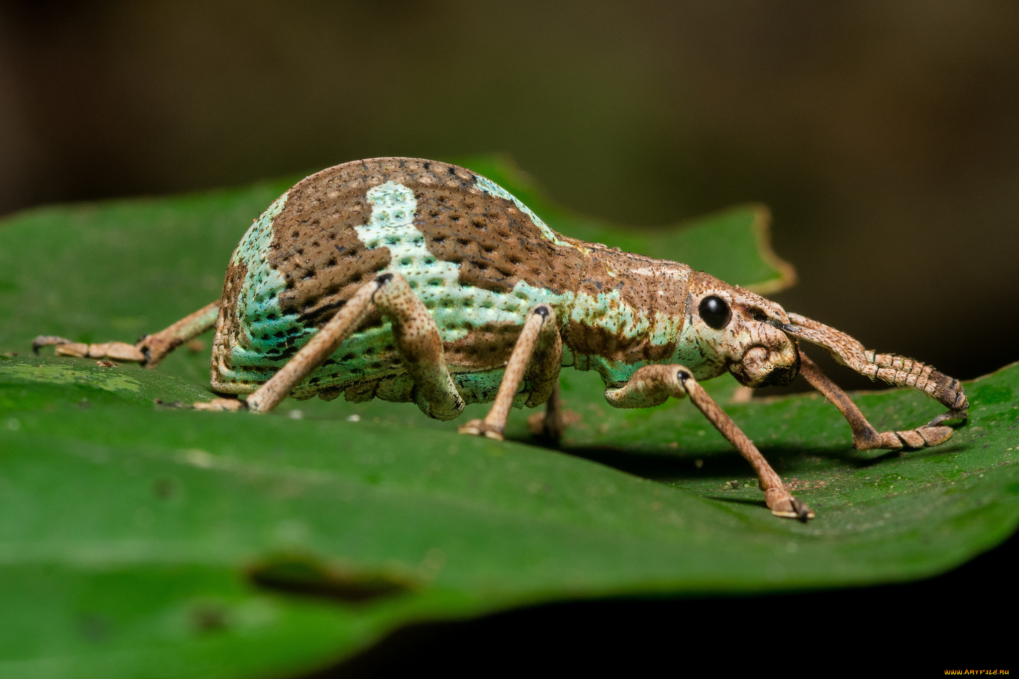 животные, насекомые, жук, насекомое, макро, лист