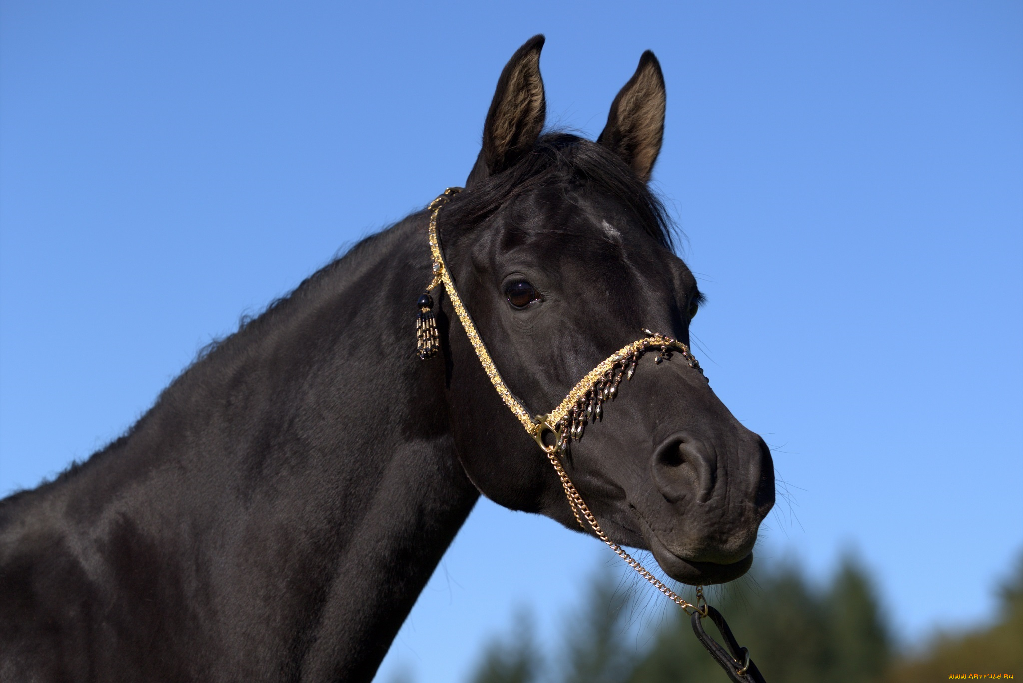 автор, , oliverseitz, животные, лошади, конь, вороной, морда, портрет