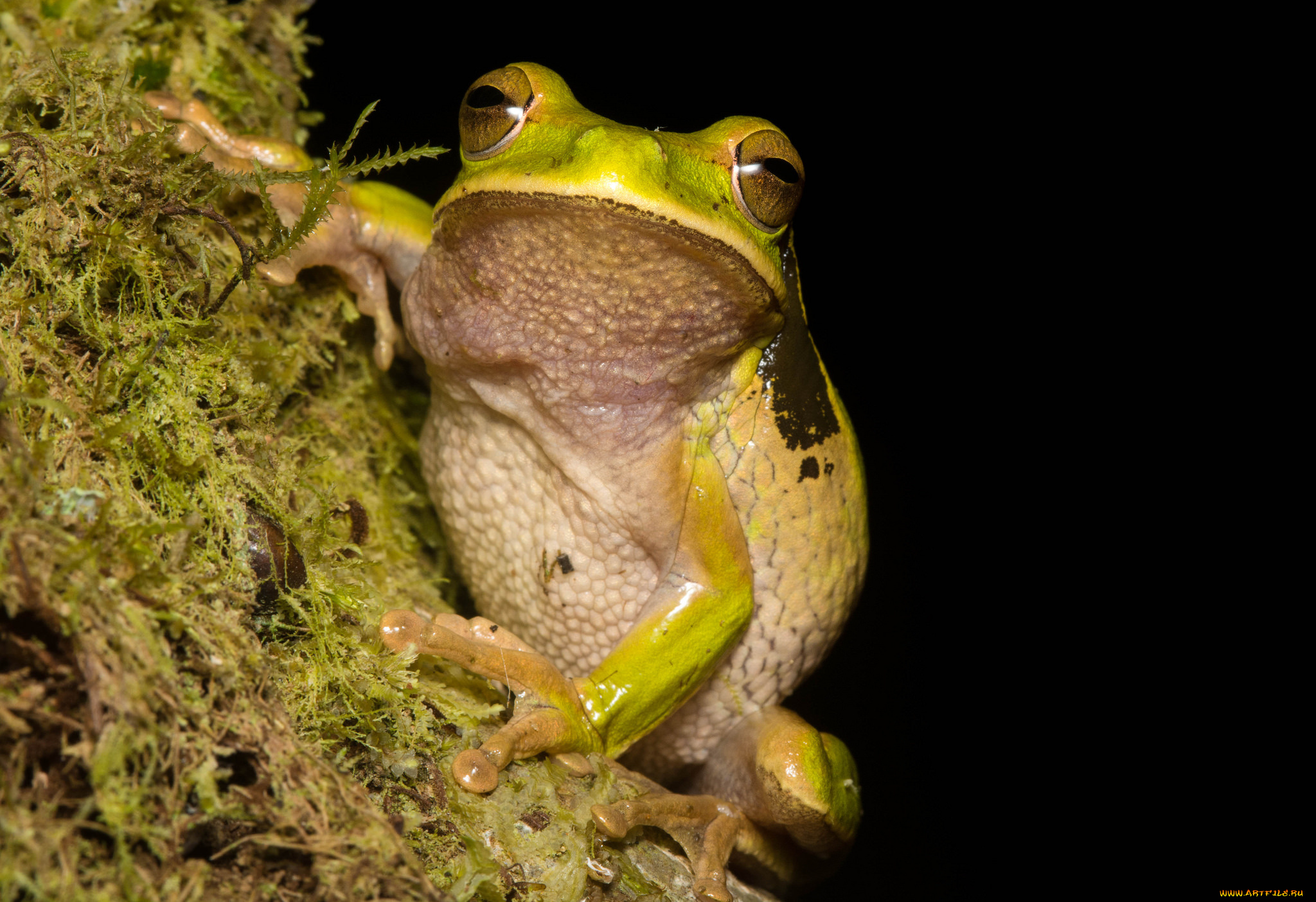 животные, лягушки, лягушка, мох, ветка, кора