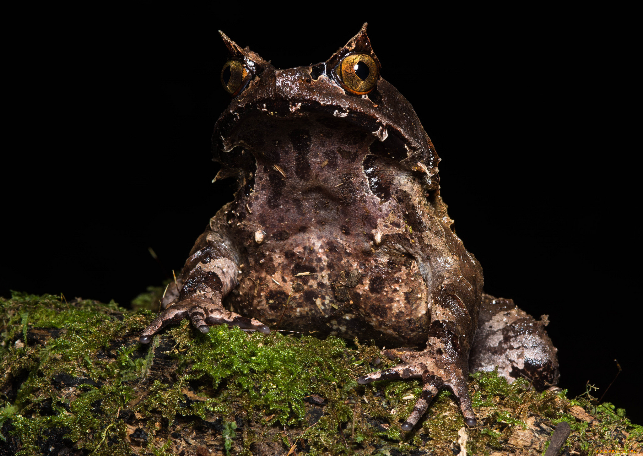 животные, лягушки, лягушка, лист, влажность, сырость