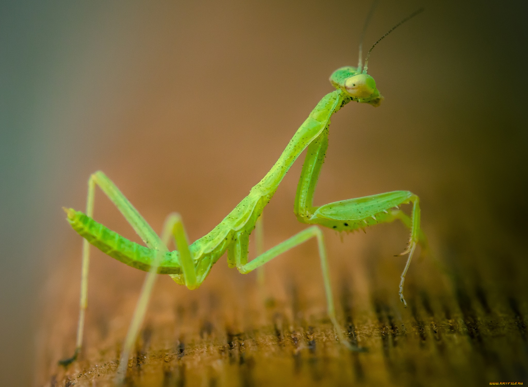 животные, богомолы, травинка, насекомое, богомол, фон, макро