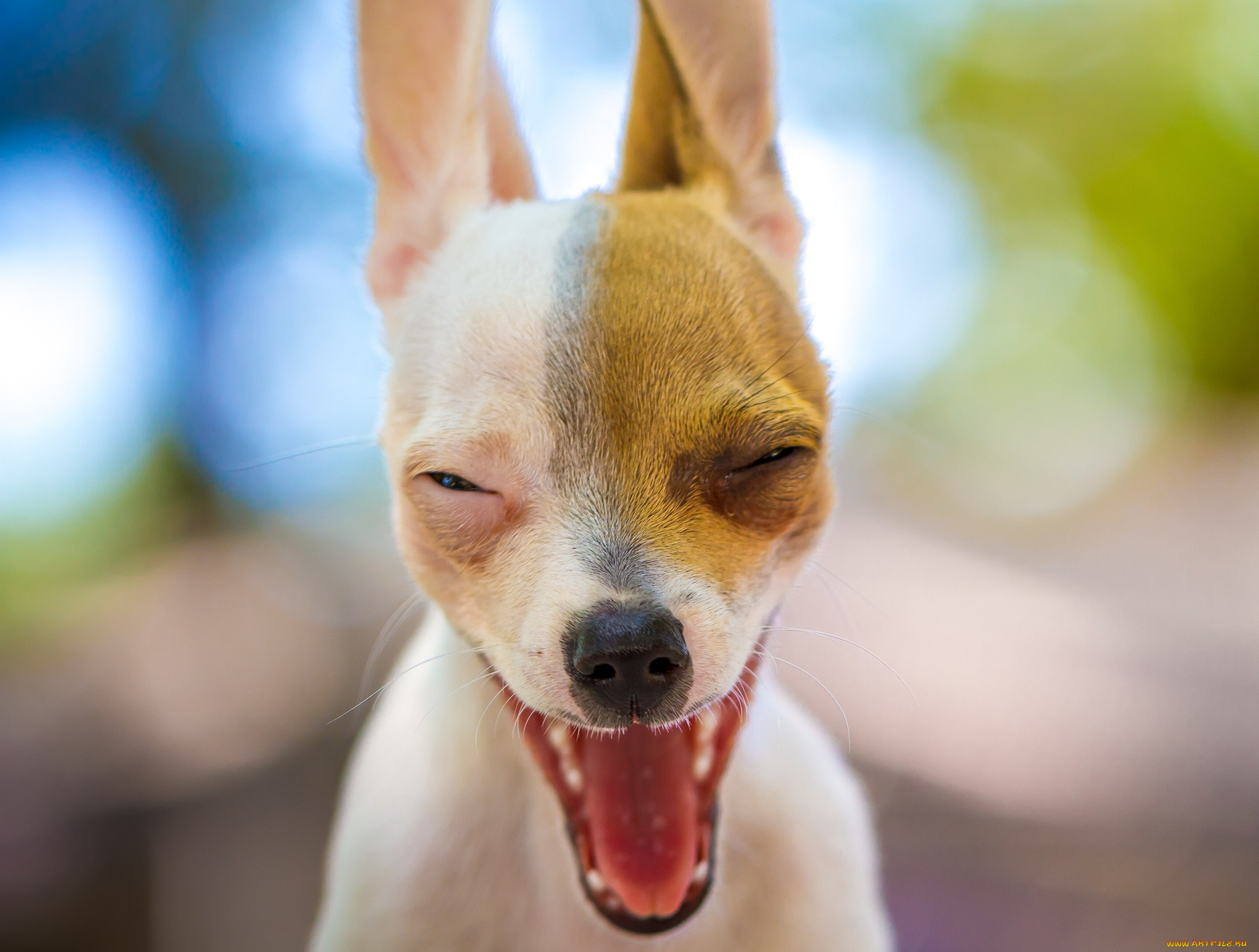 животные, собаки, малыш, щенок