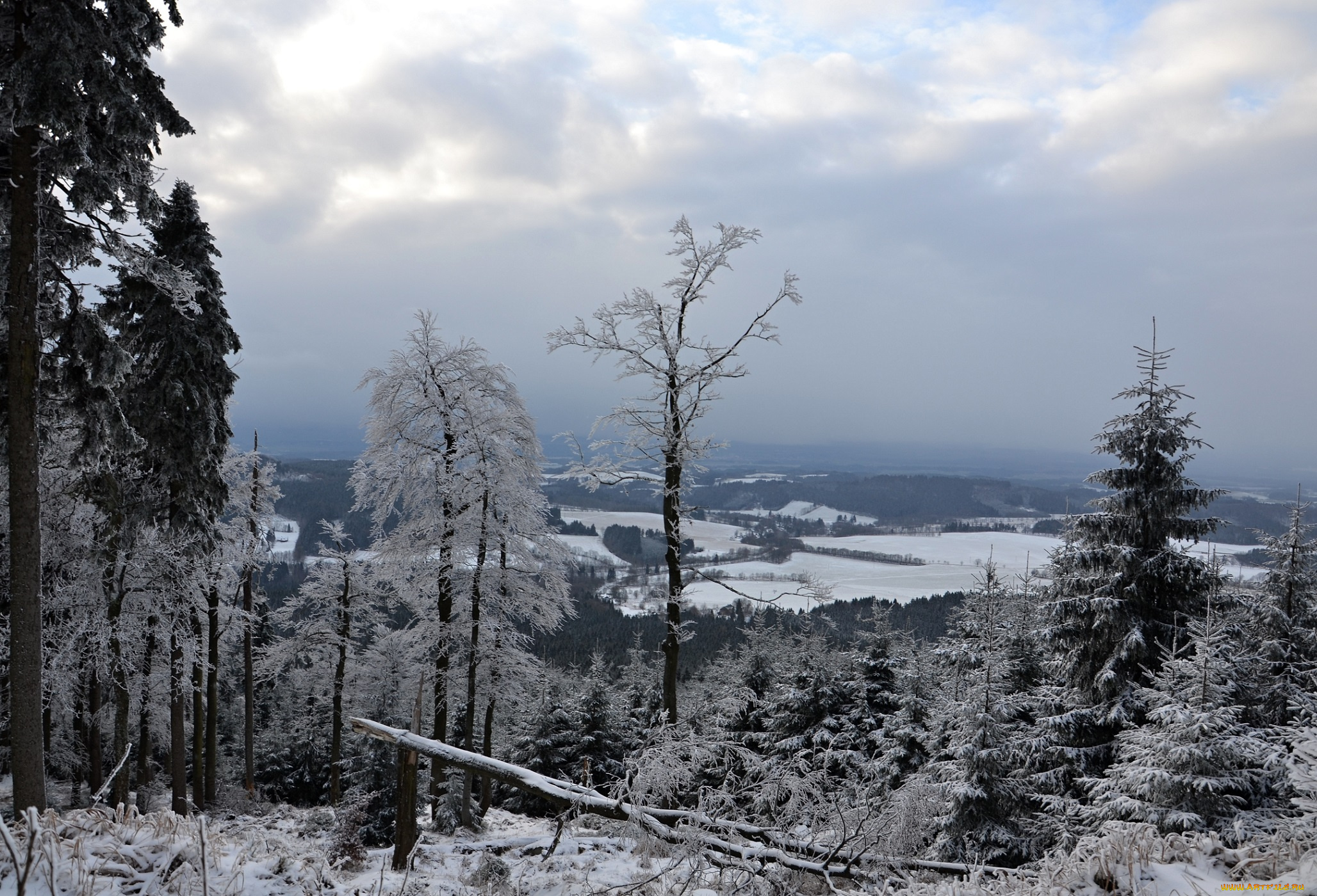 природа, зима, лес, деревья, снег, иней
