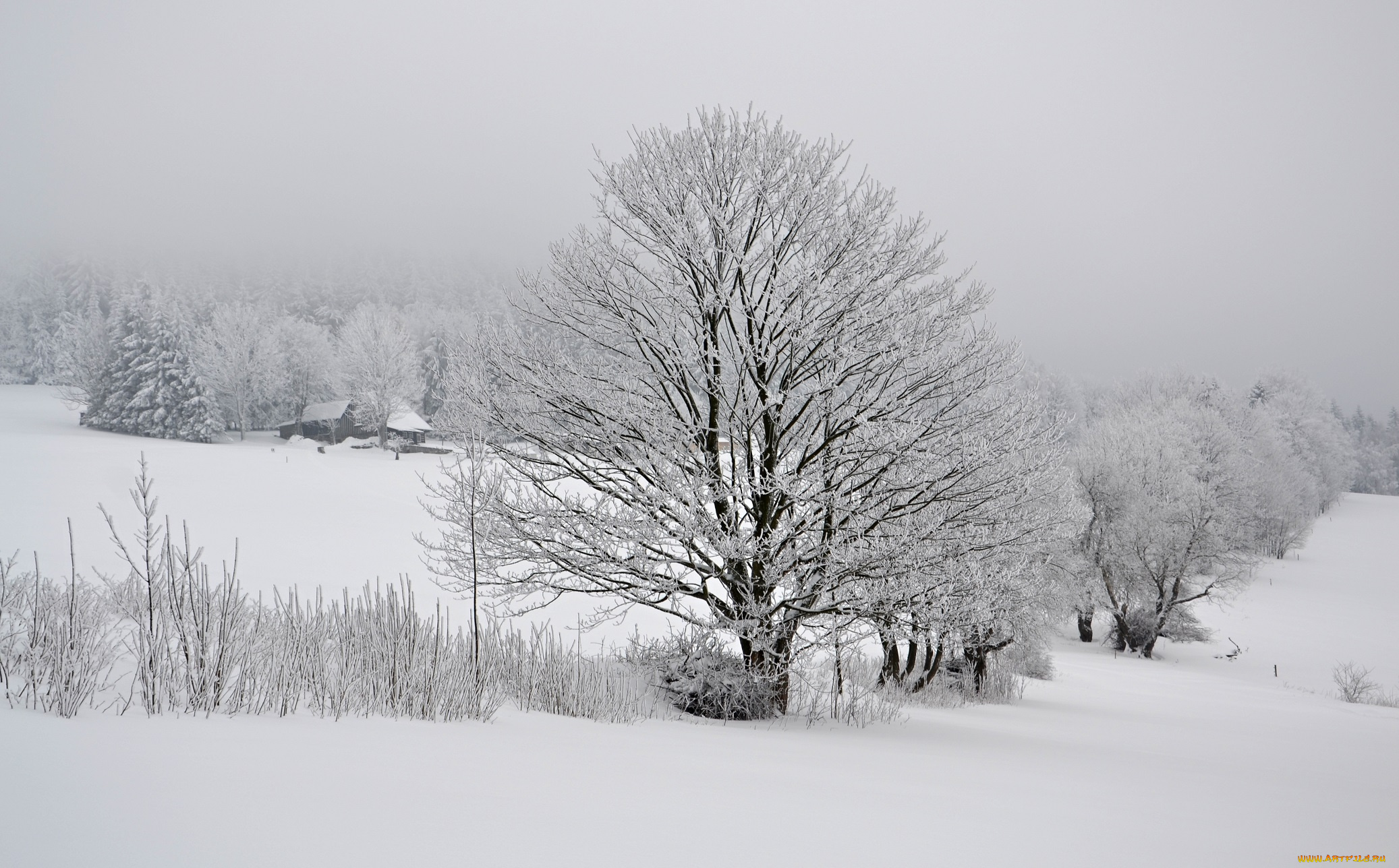 природа, зима, лес, деревья, снег, иней