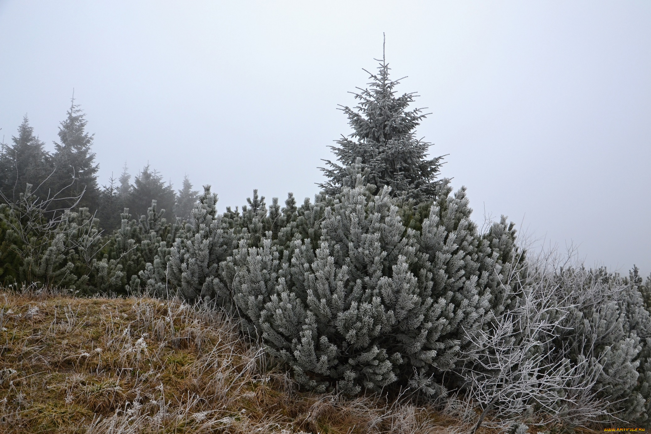 природа, лес, деревья, иней