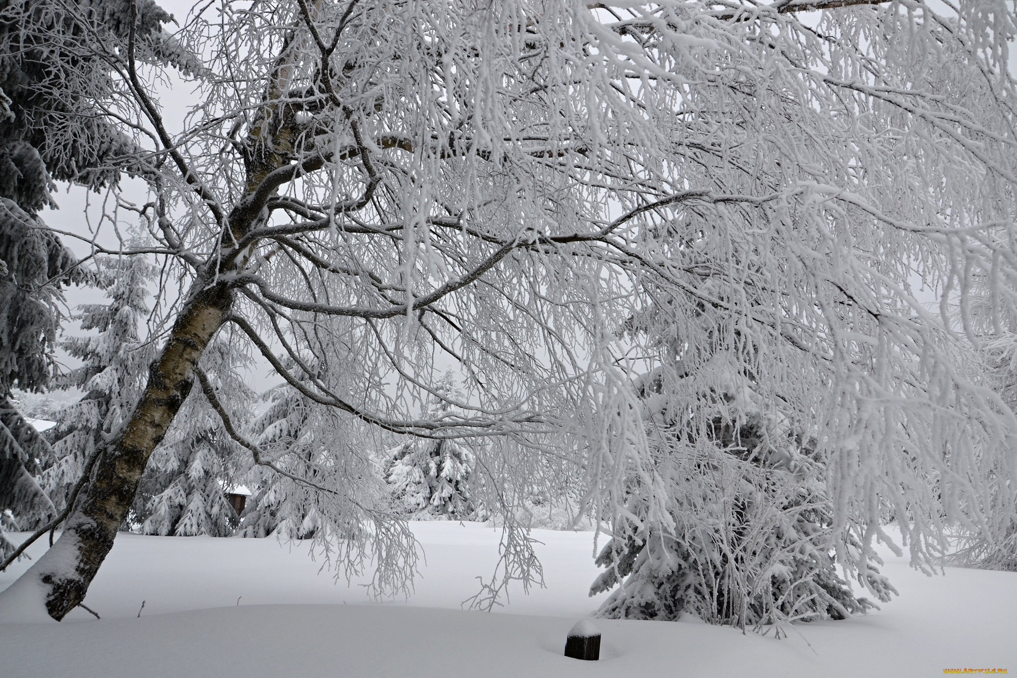 природа, зима, лес, деревья, снег, иней