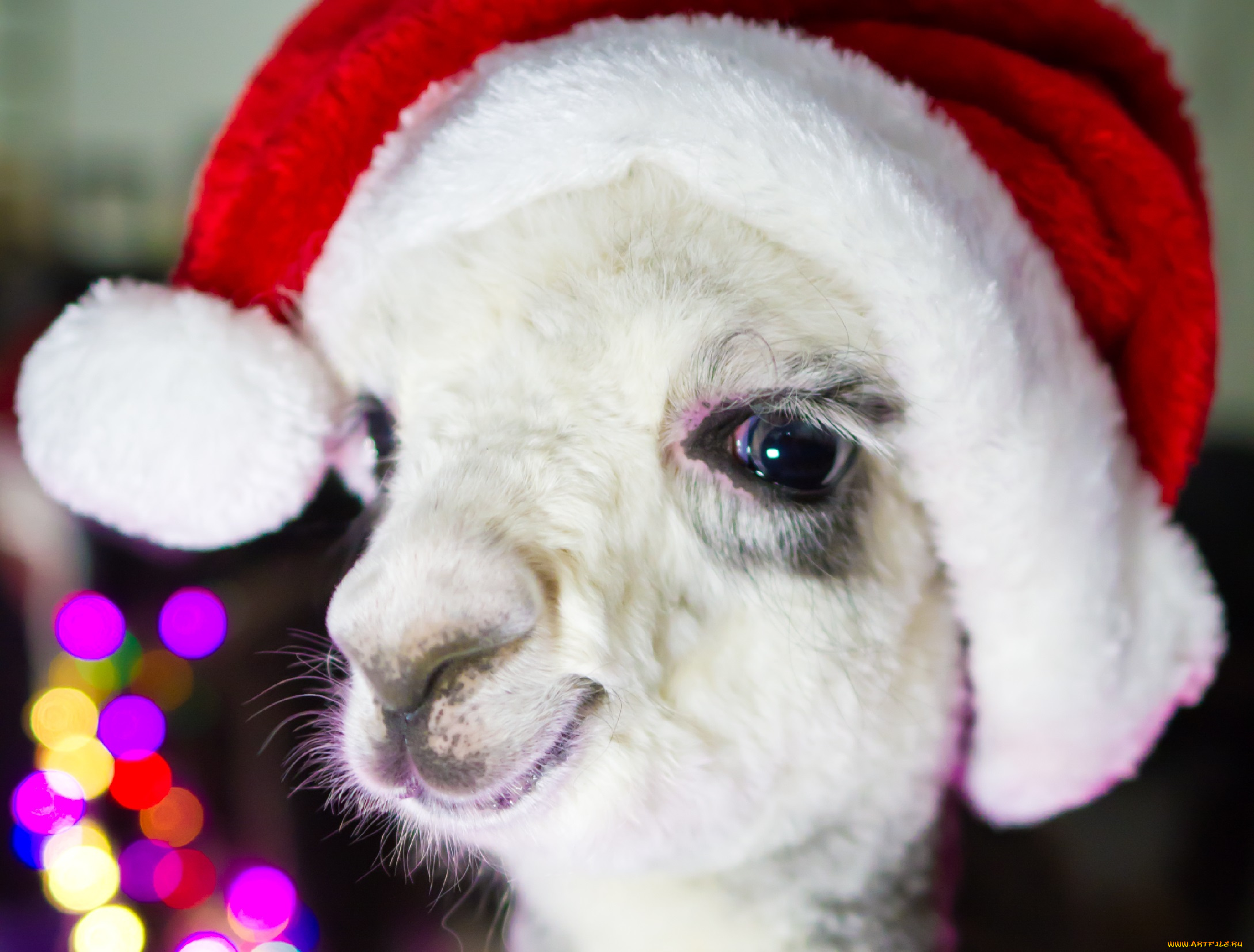 животные, ламы, лама, шапка