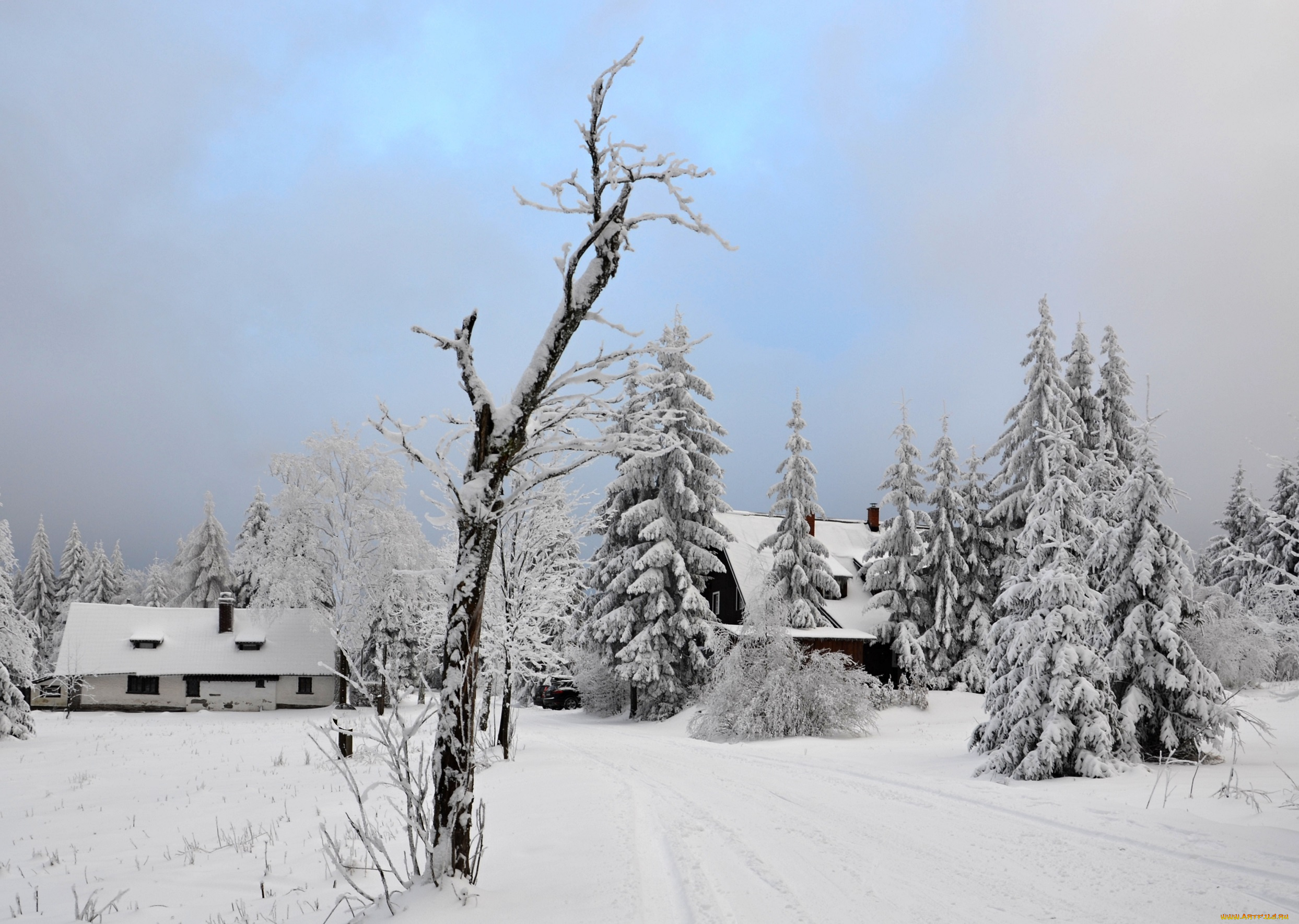 природа, зима, лес, деревья, снег, иней