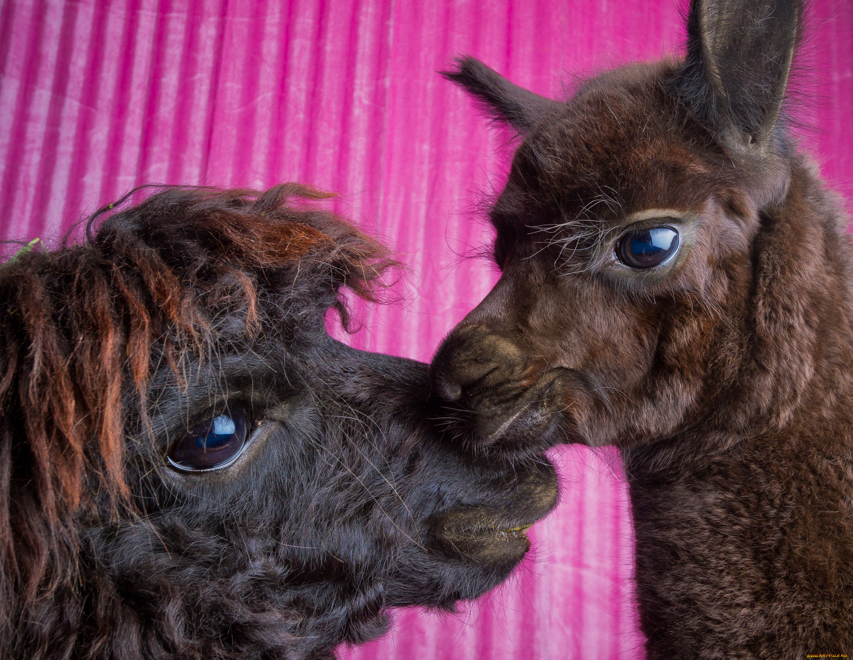 животные, ламы, фон, чёрные, пара