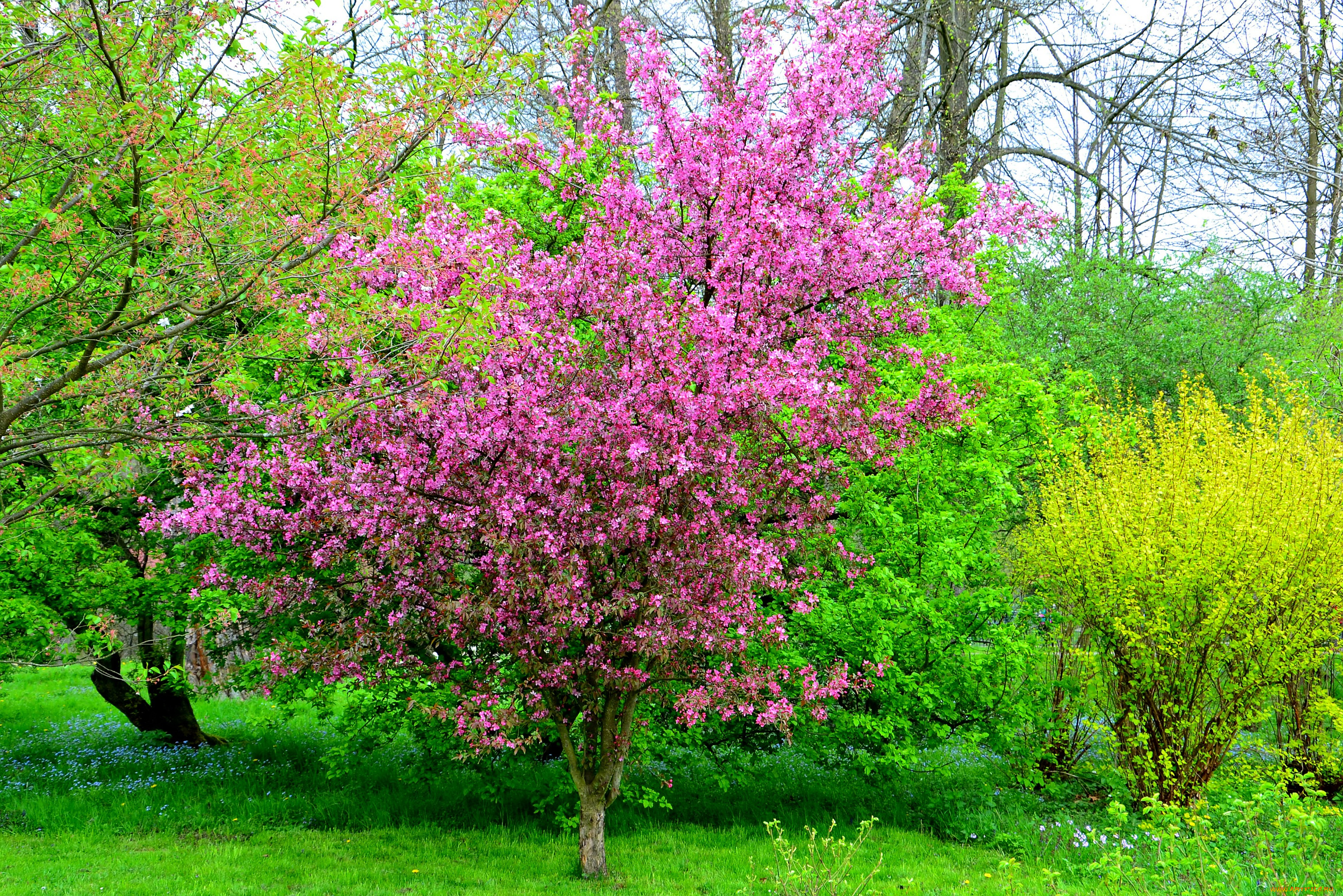 природа, деревья, ярко