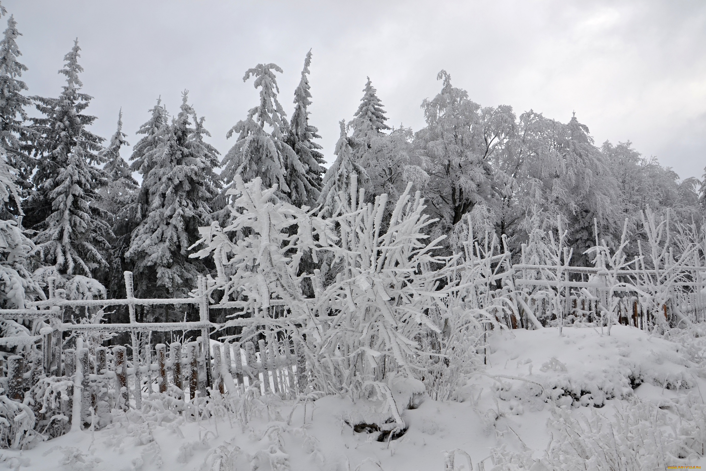 природа, зима, лес, деревья, снег, иней