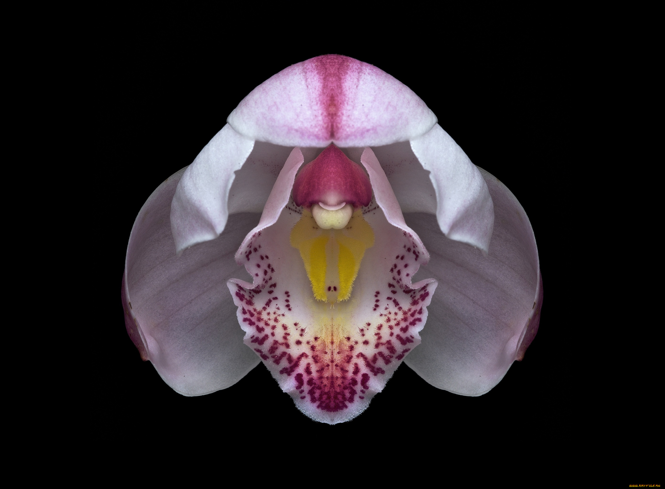 цветы, орхидеи, орхидея, цветок, фон, чёрный, макро