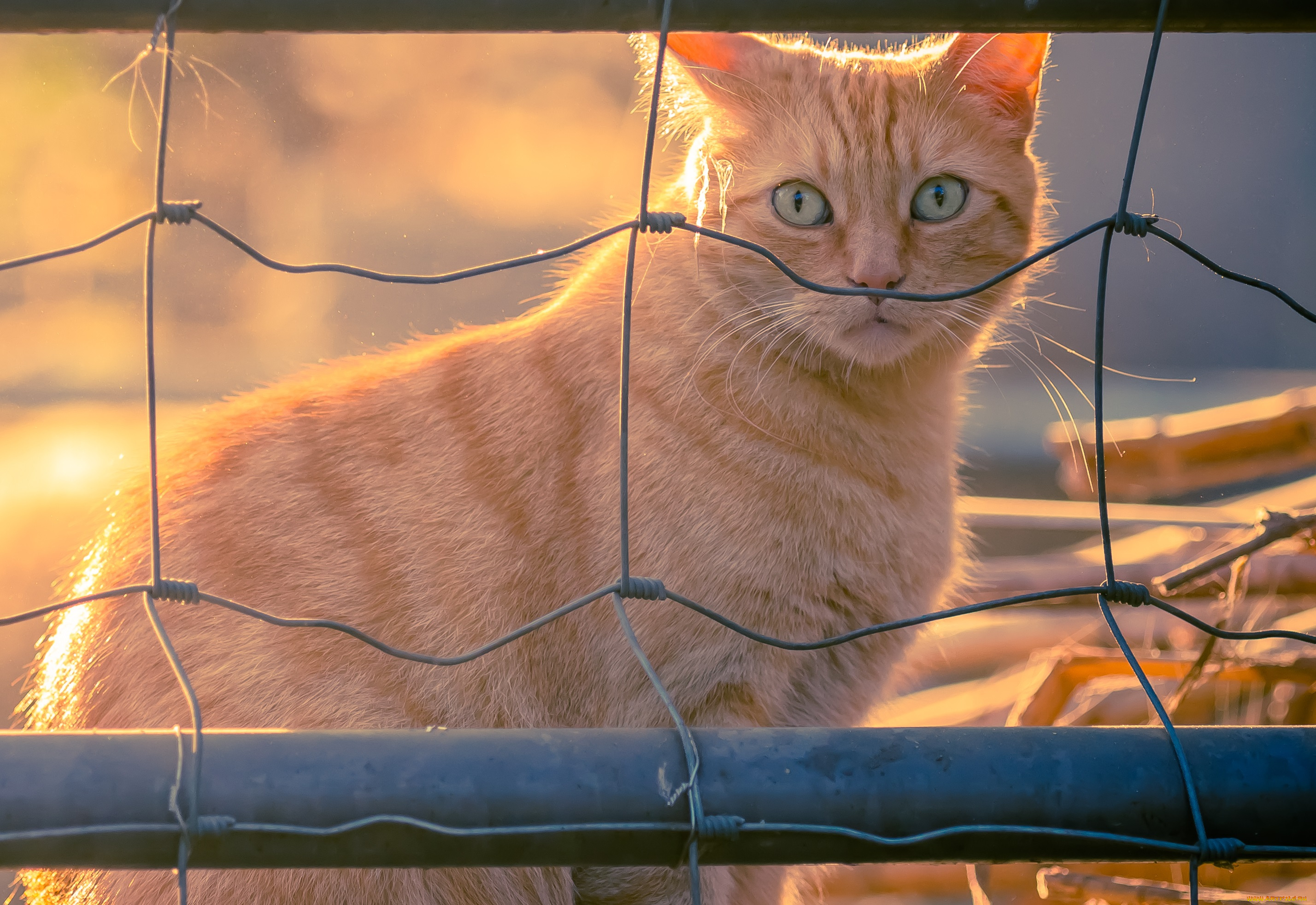 животные, коты, ушки, усы, взгляд, коте, киса