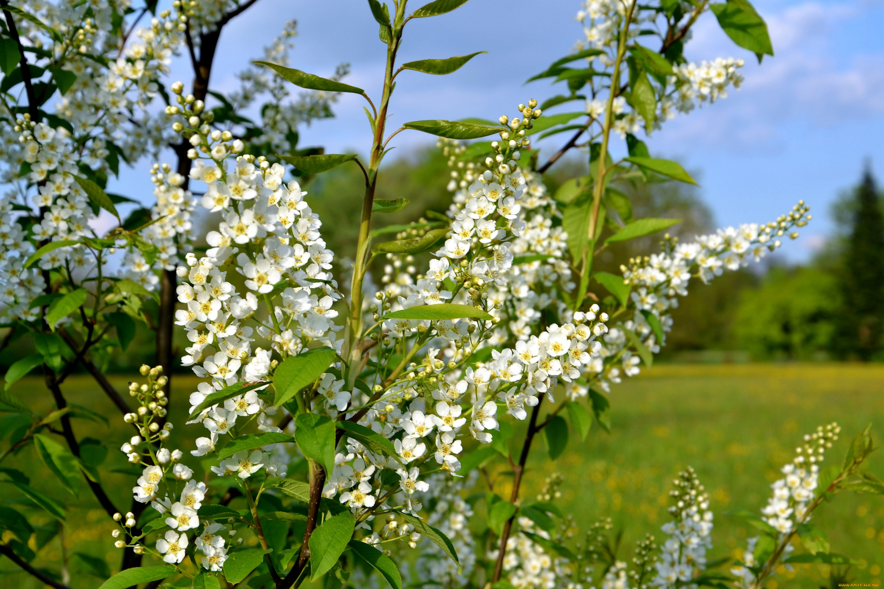 цветы, цветущие, деревья, , , кустарники, цветение, белые, весна, куст, мелкие