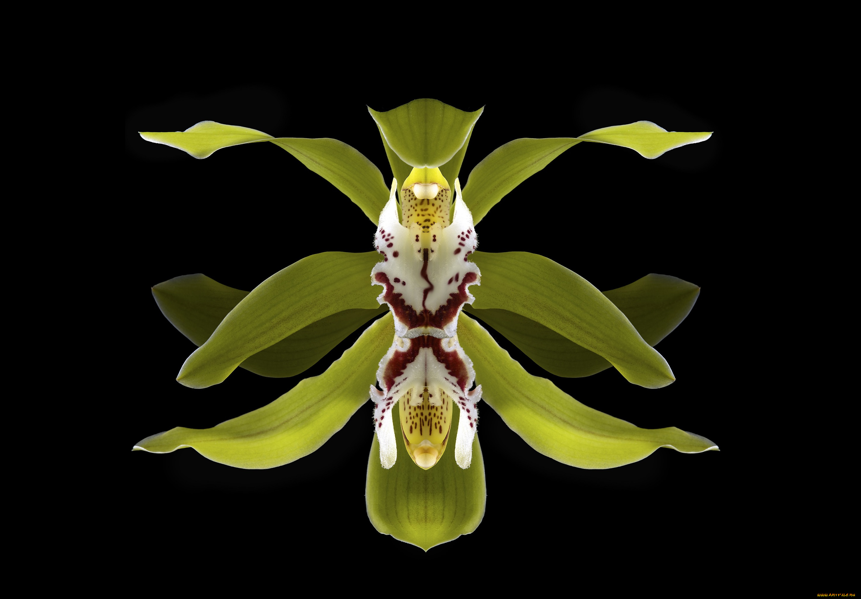 цветы, орхидеи, орхидея, макро, цветок, чёрный, фон