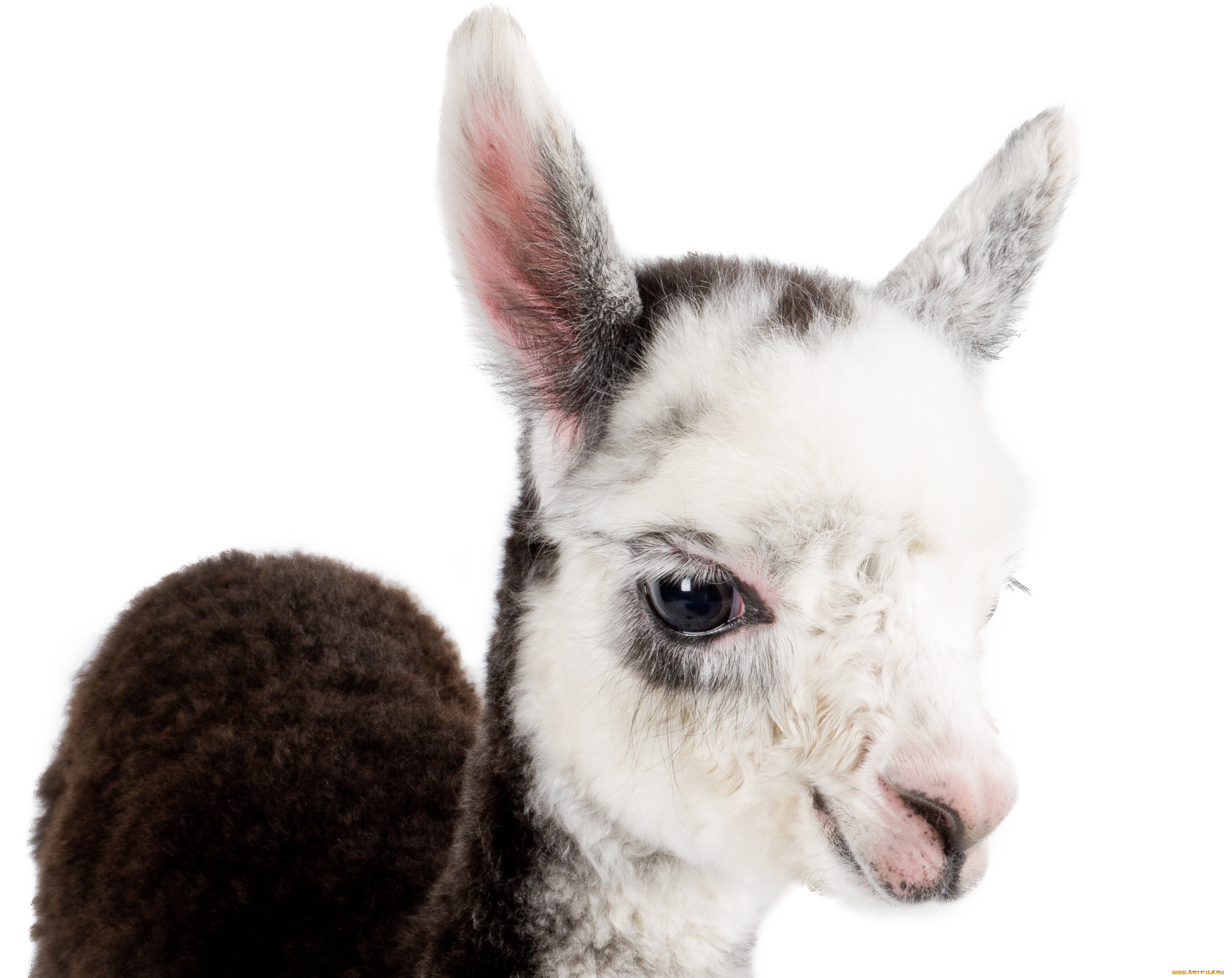 животные, ламы, лама, фон