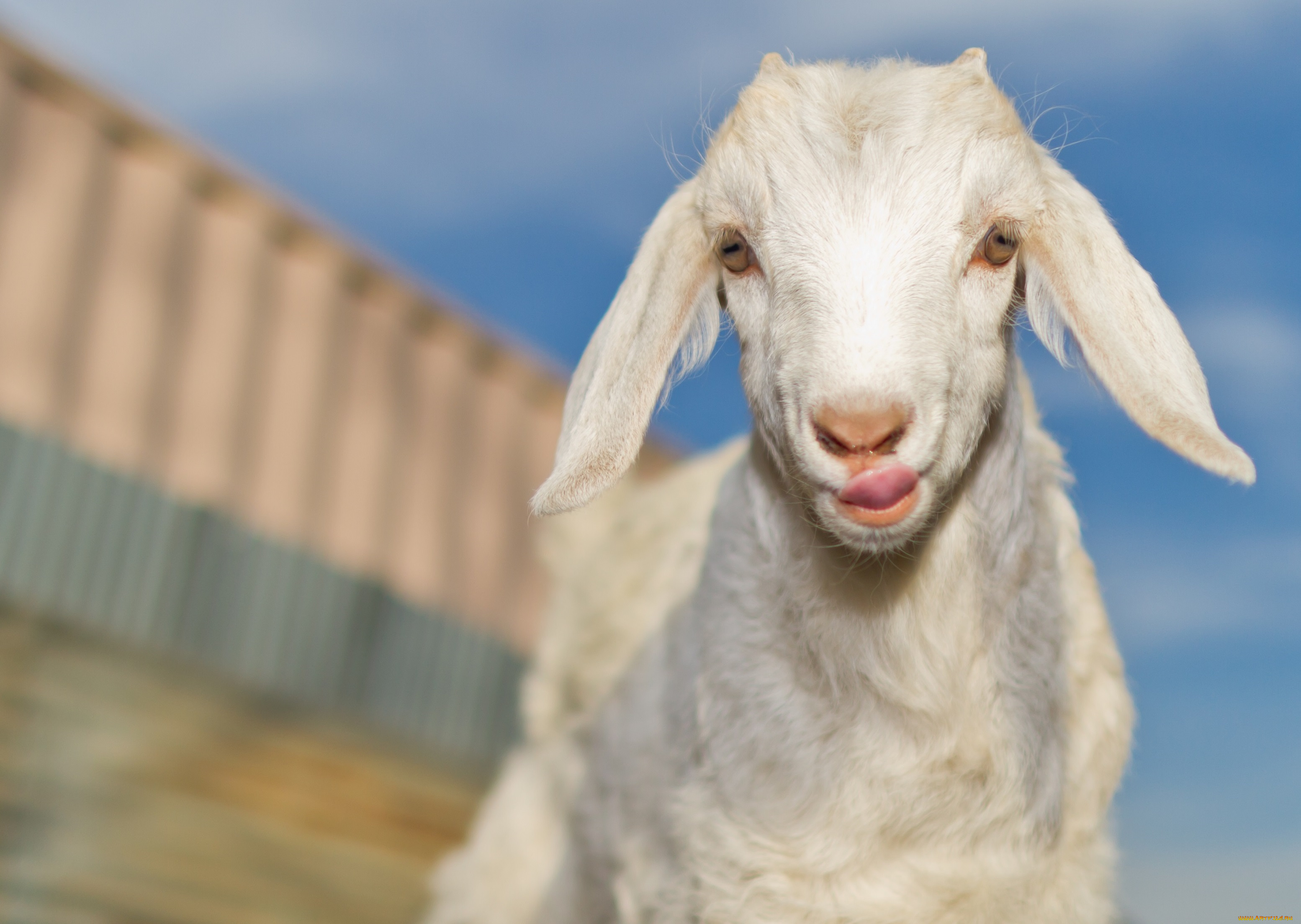 животные, козы, обработка, белый, козлёнок, малыш